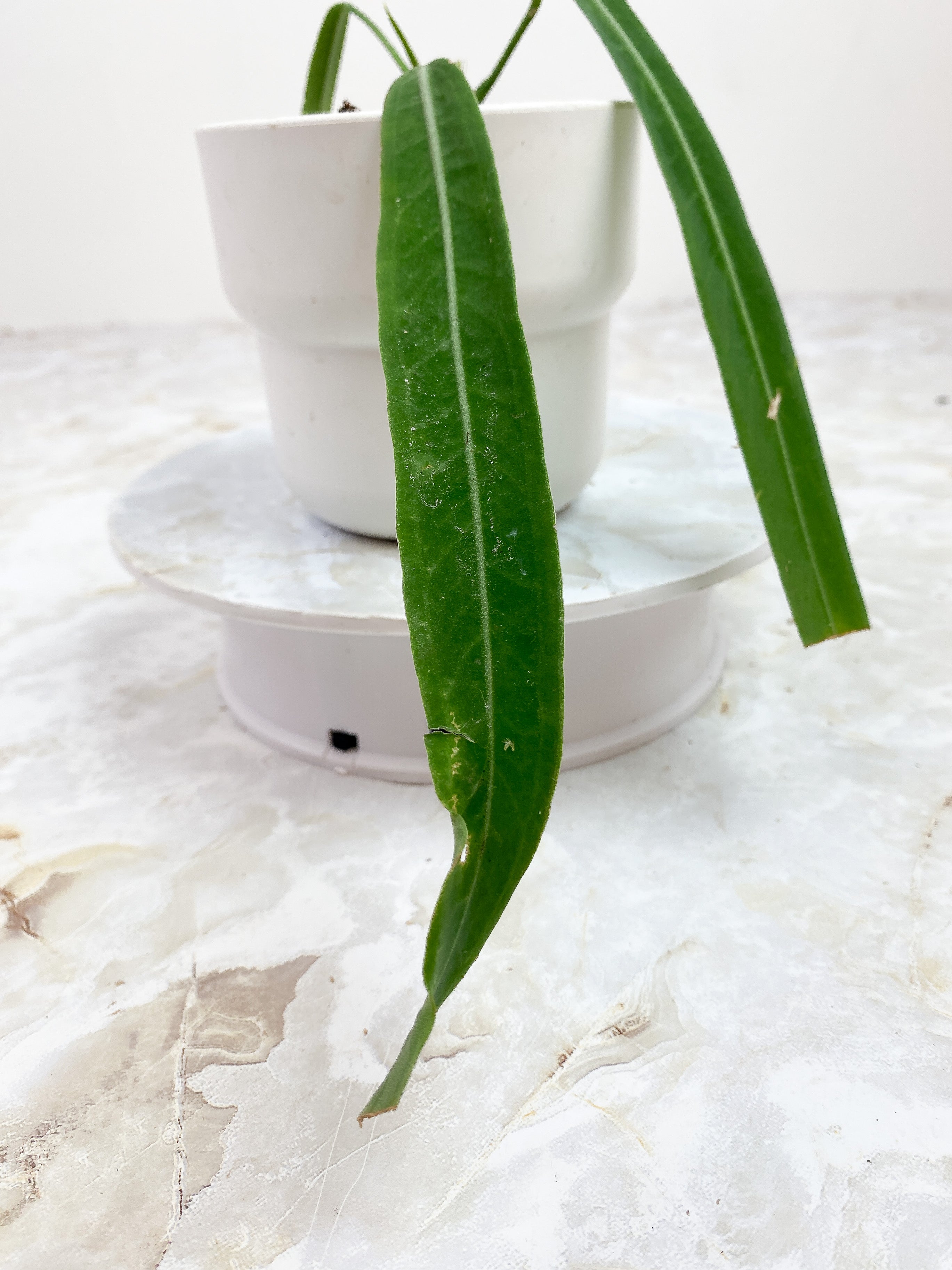 Anthurium pallidiflorum 3 leaves rooted 2 sprouts