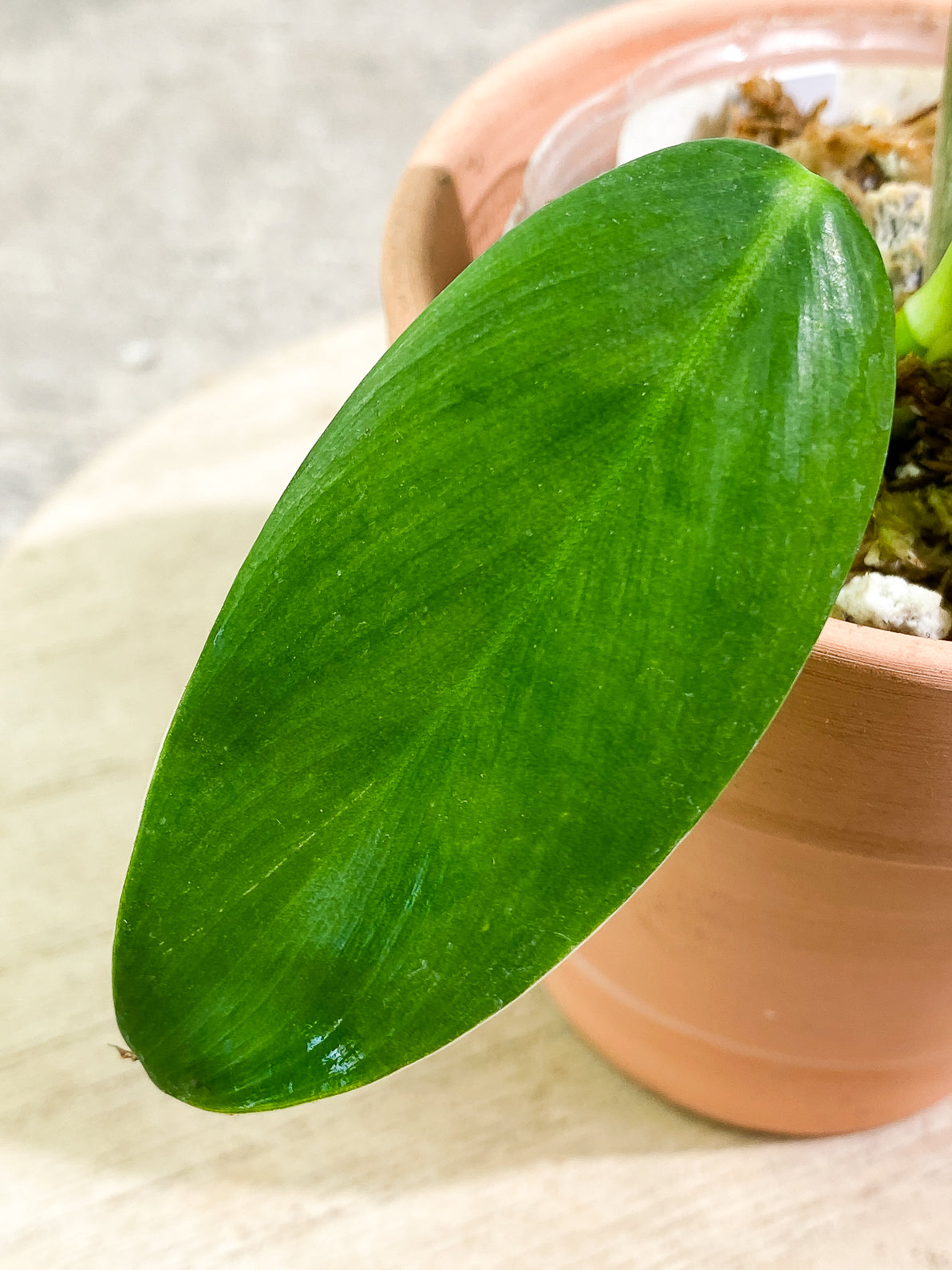 Philodendron lehmannii 3 leaves 1 sprout rooted
