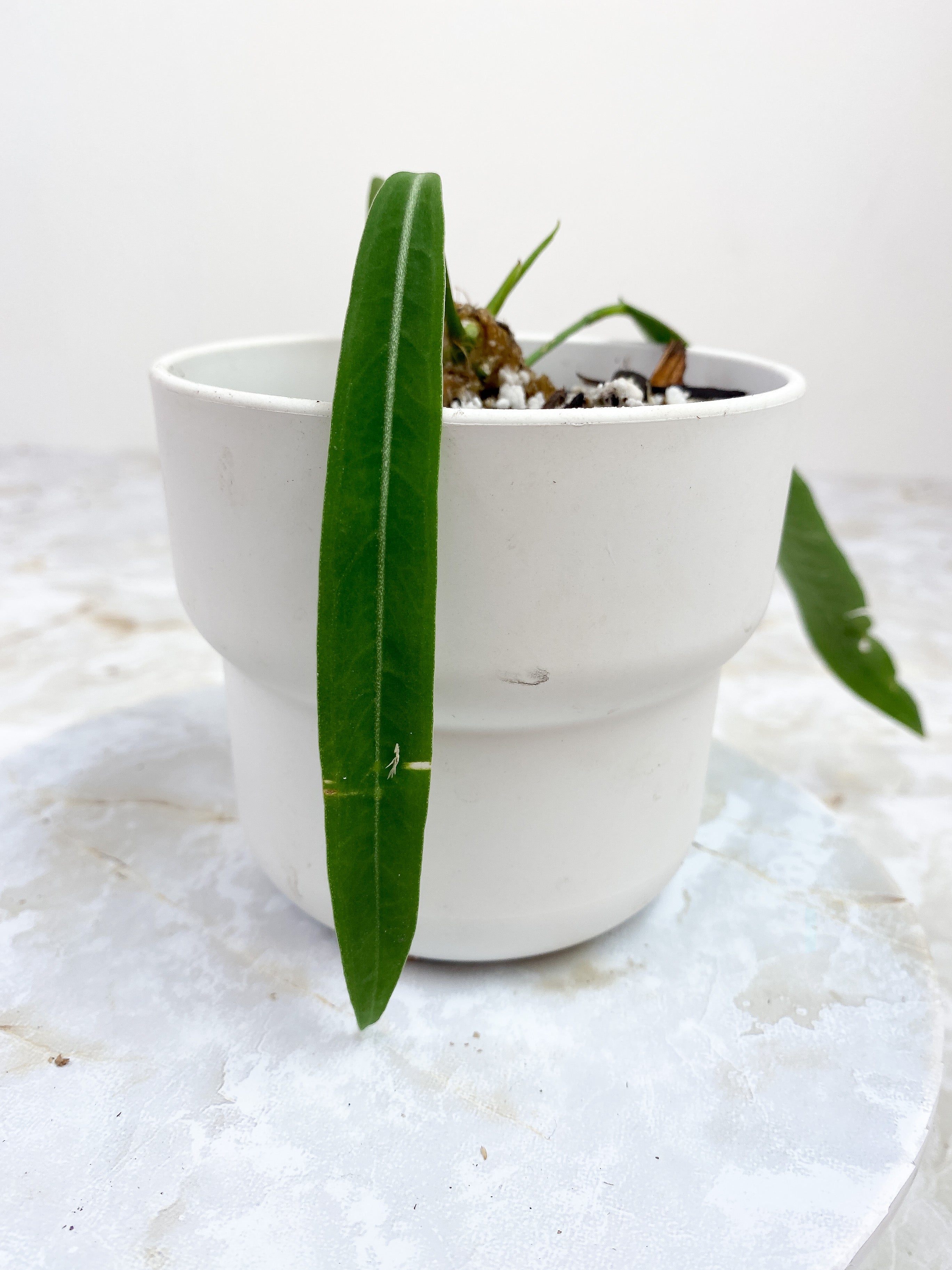 Anthurium pallidiflorum 3 leaves rooted 2 sprouts