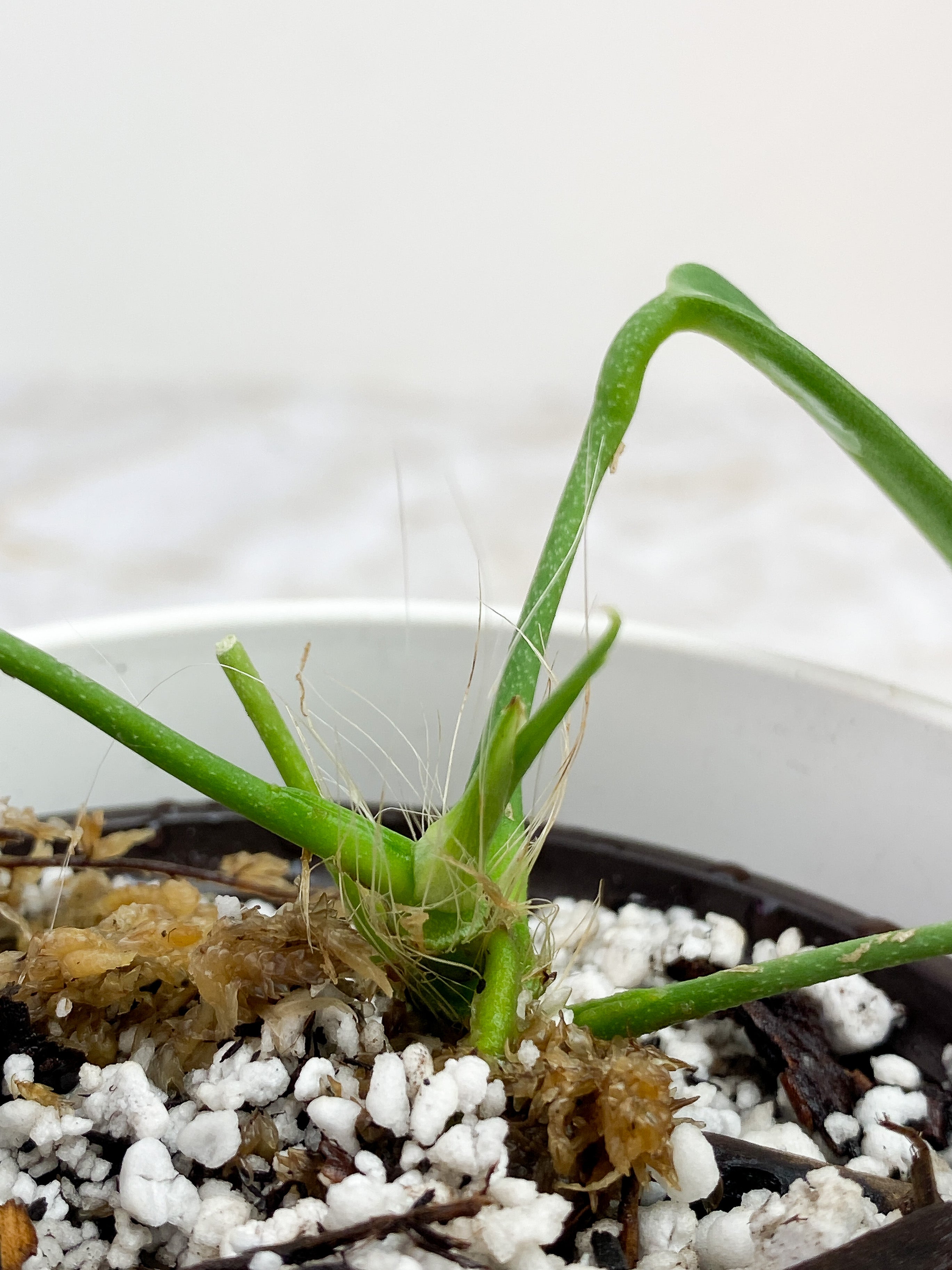 Anthurium pallidiflorum 3 leaves rooted 2 sprouts