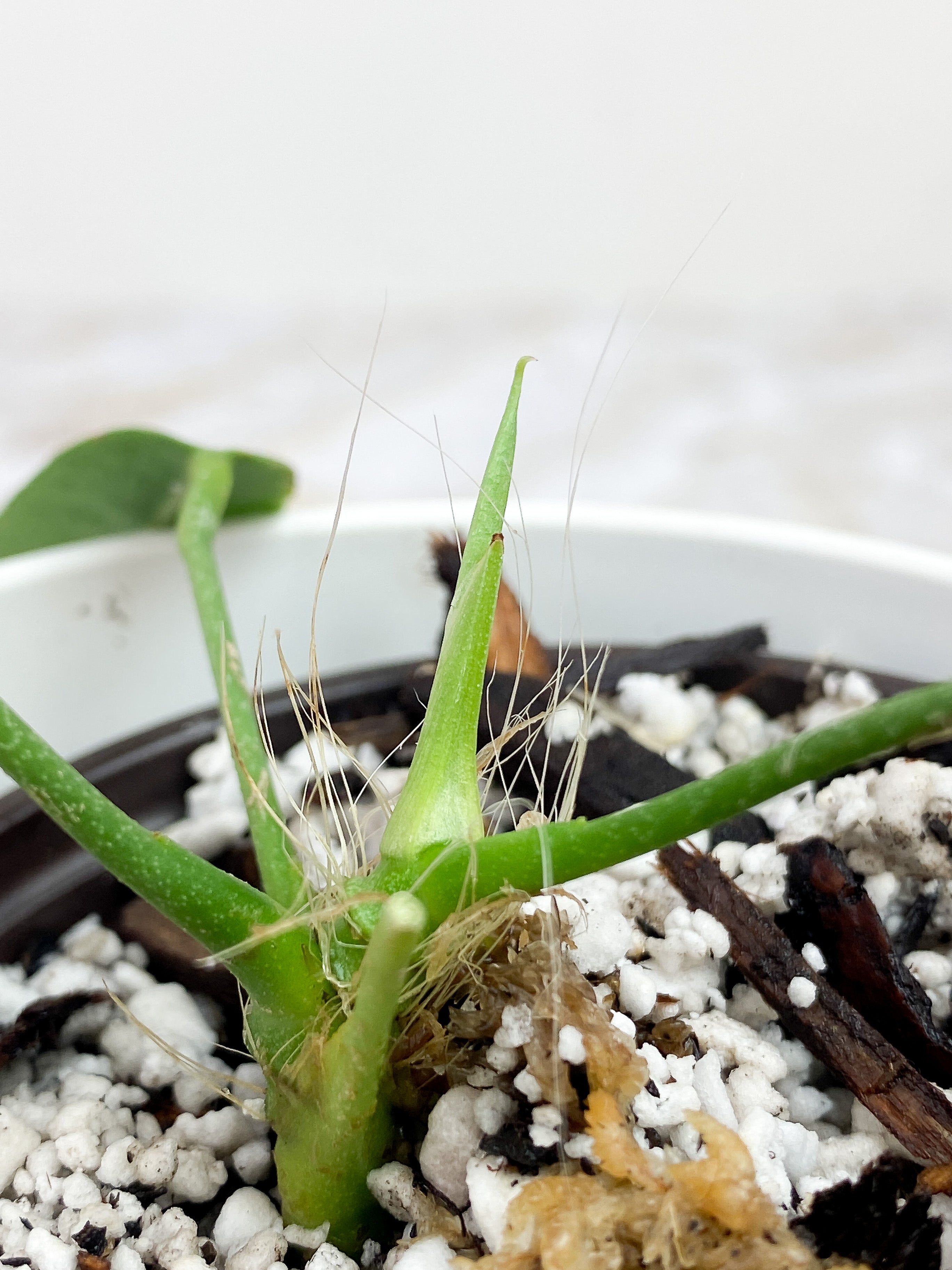 Anthurium pallidiflorum 3 leaves rooted 2 sprouts