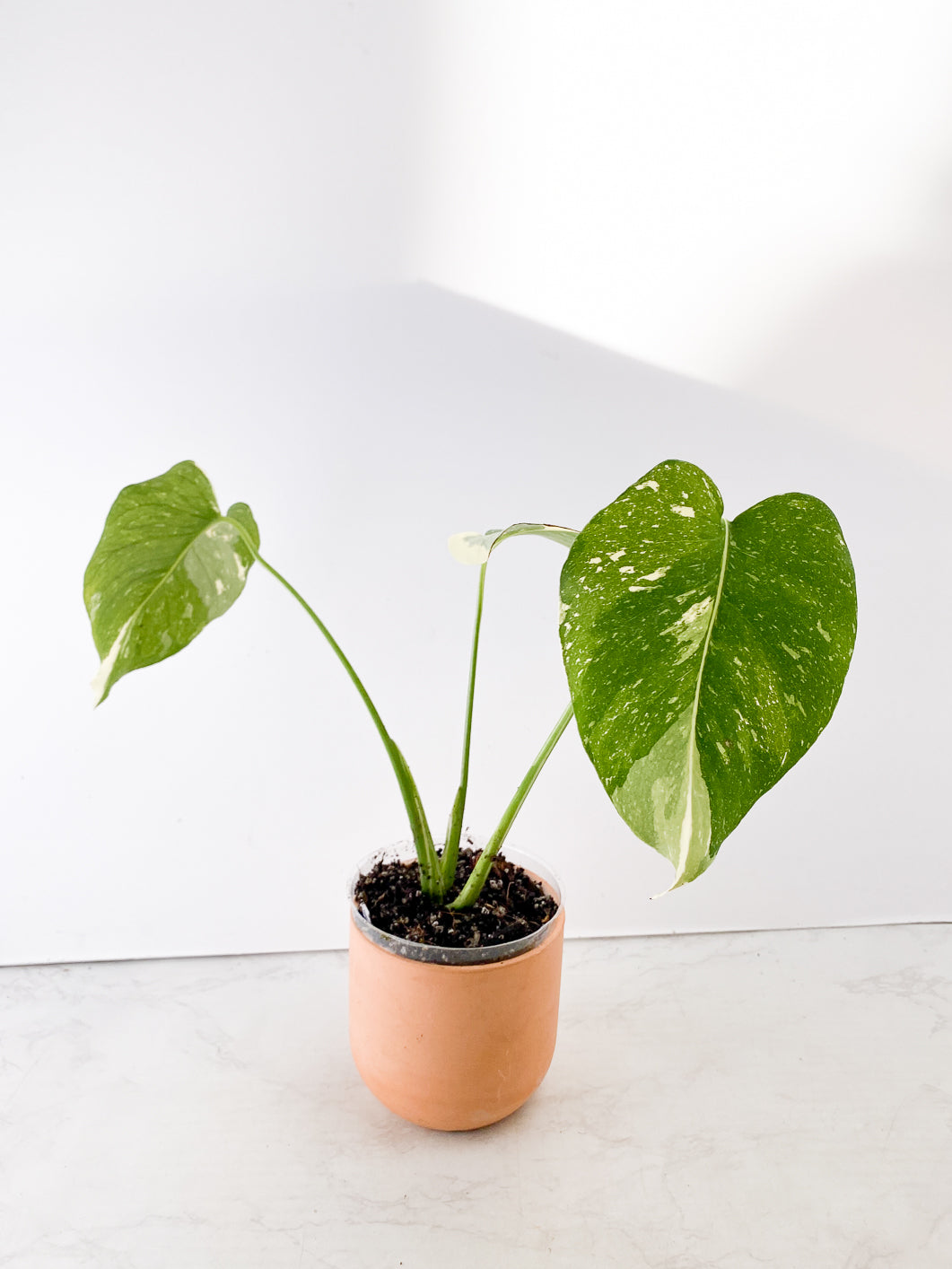 Monstera Thai Constellation Rooted