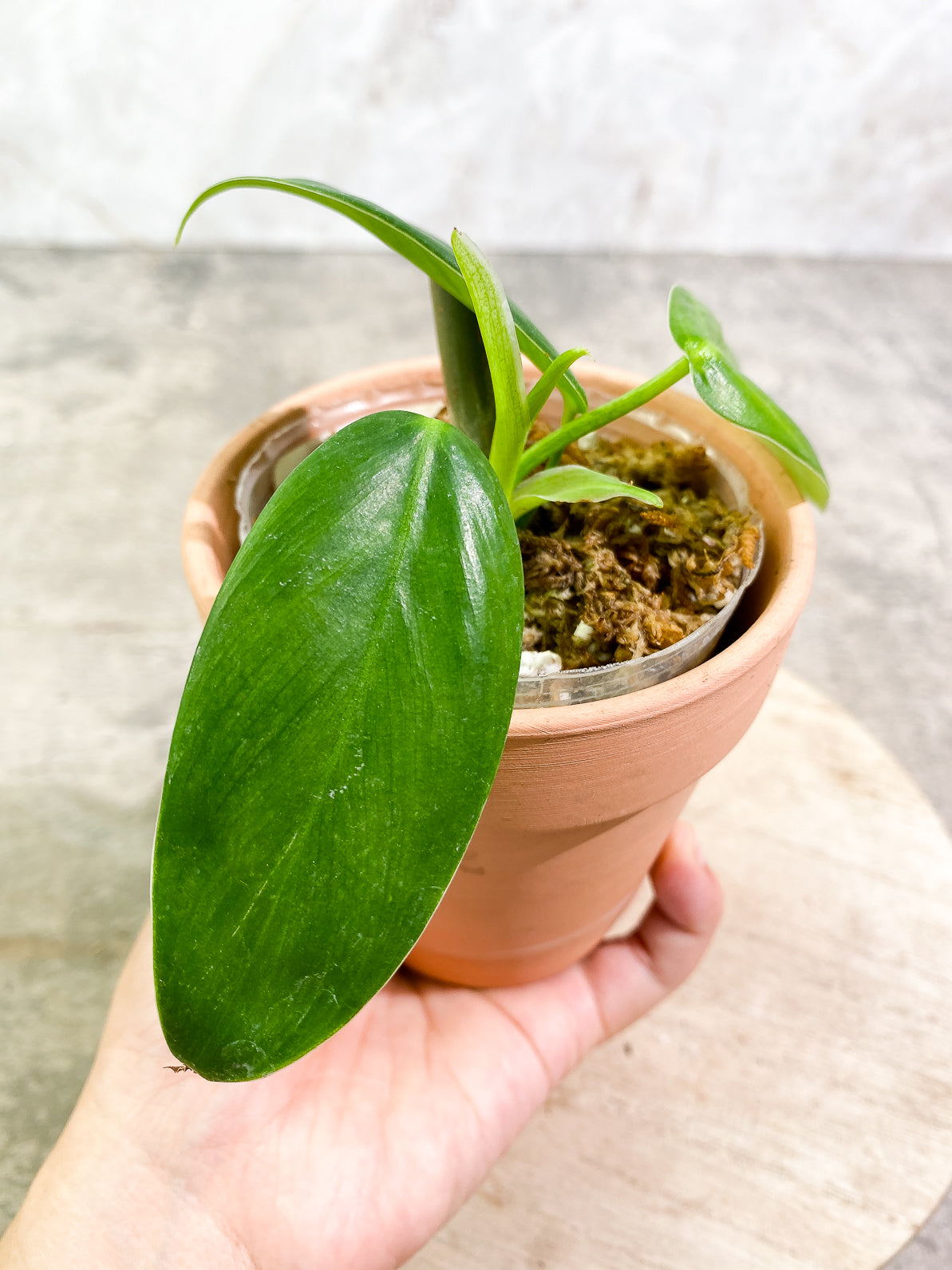 Philodendron lehmannii 3 leaves 1 sprout rooted