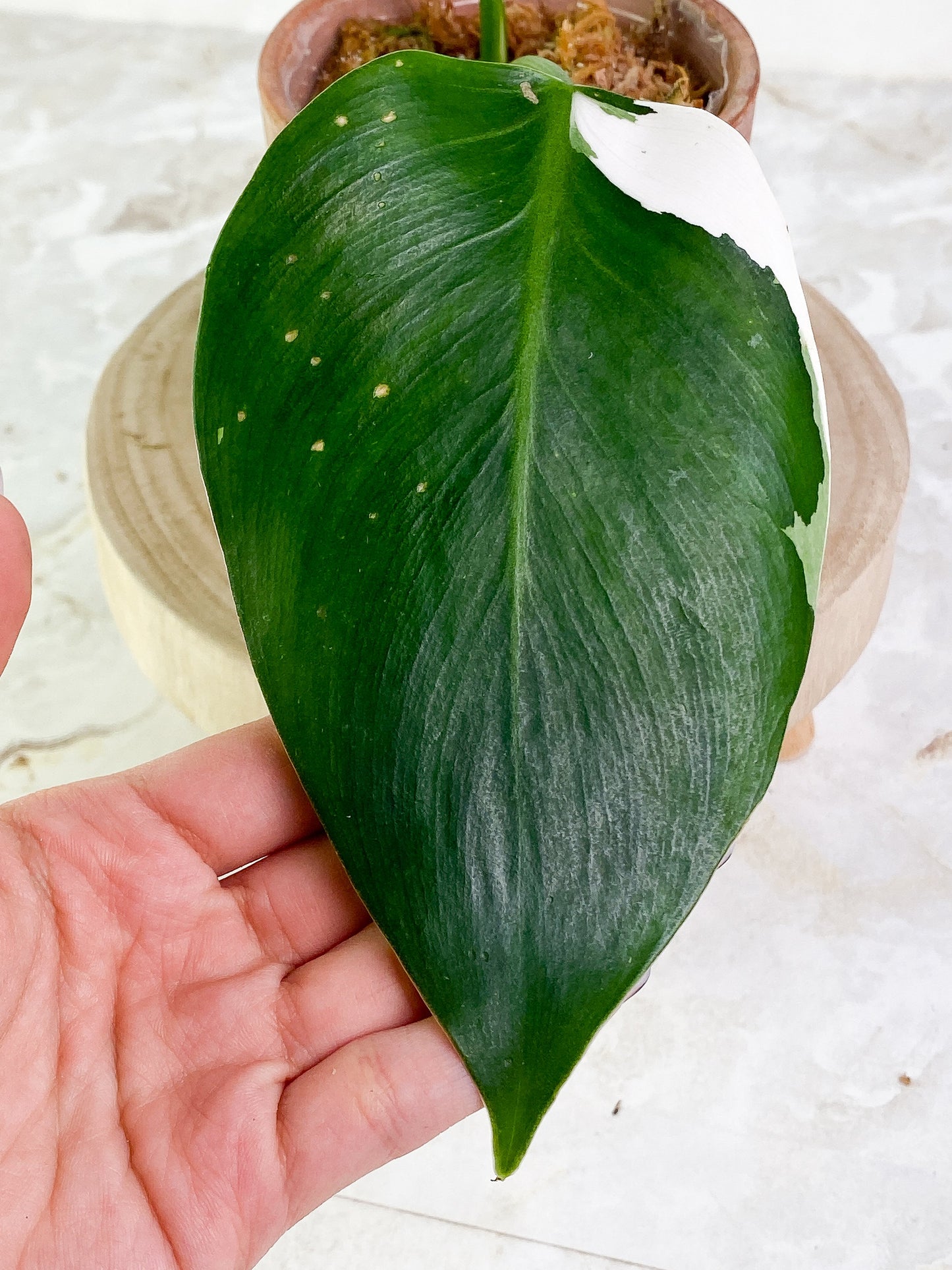 Philodendron White Wizard 1 leaf Slightly Rooted