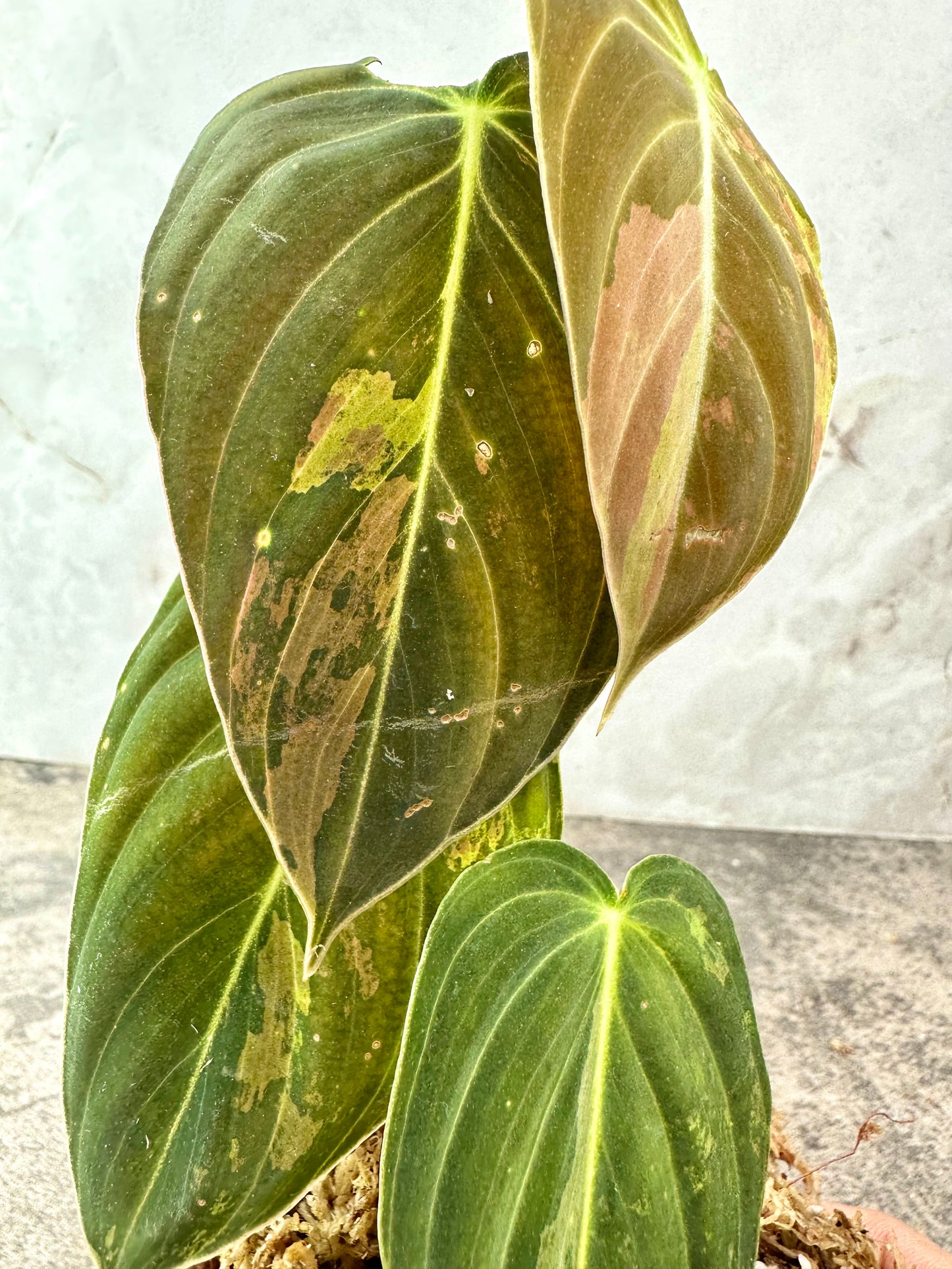 PHILODENDRON Melanochrysum Variegated 1 leaf rooting