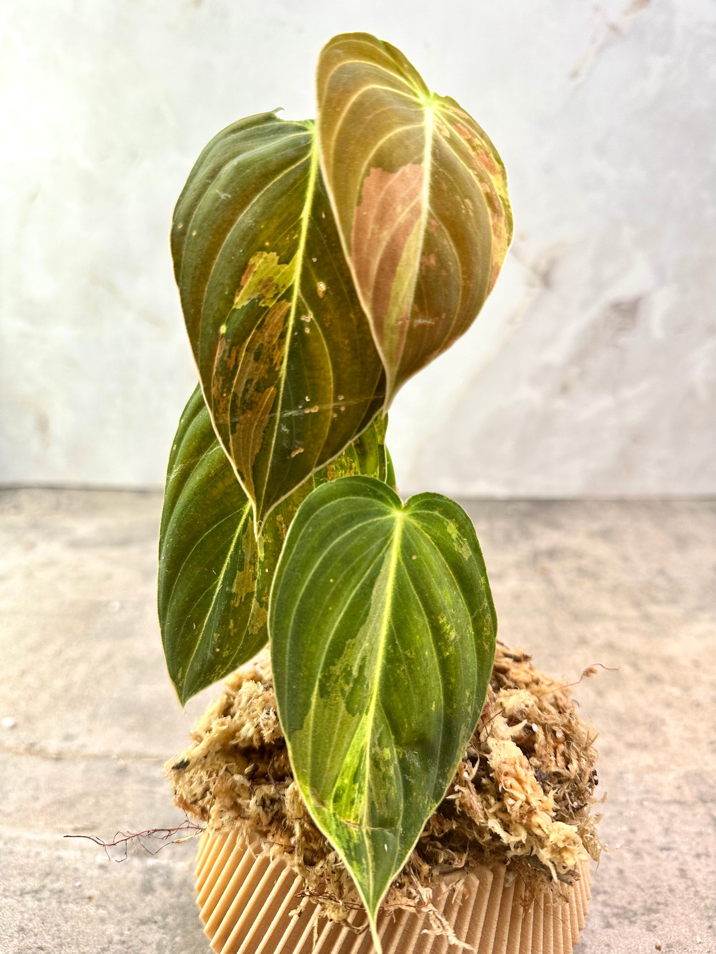 PHILODENDRON Melanochrysum Variegated 2 leaves 1 sprout  top cutting rooting