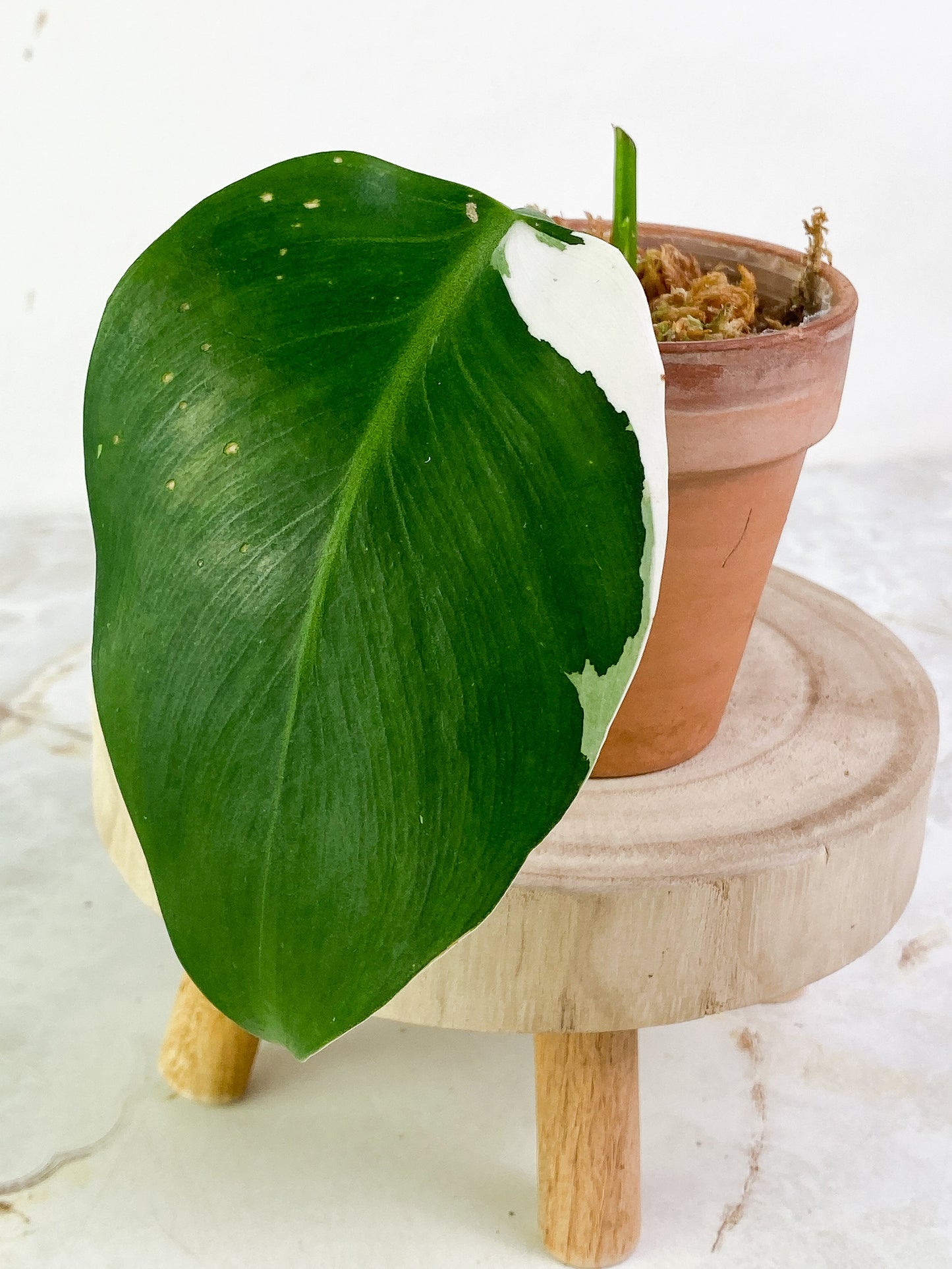 Philodendron White Wizard 1 leaf Slightly Rooted