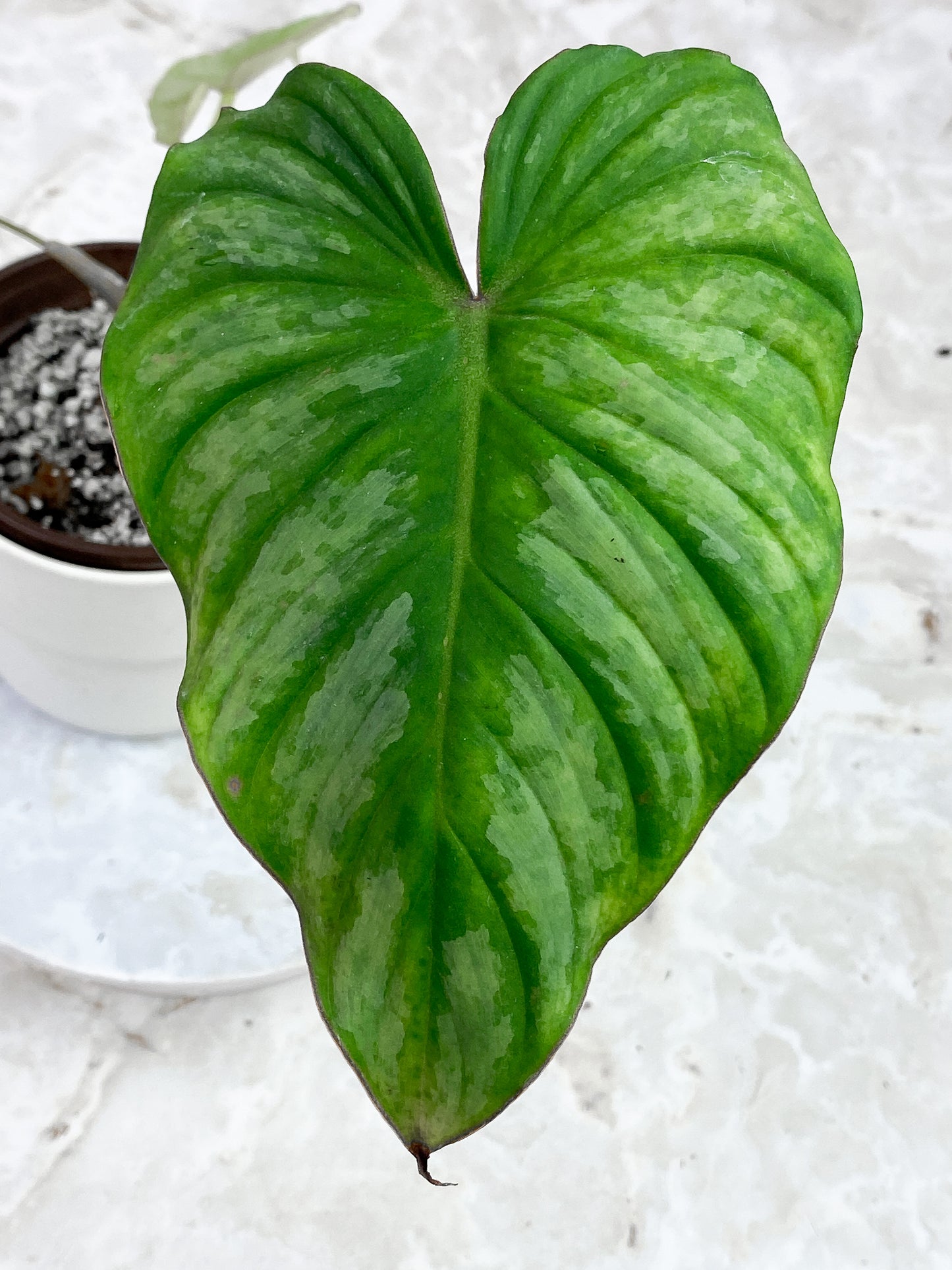 Philodendron mamei silver 3 leaves rooted