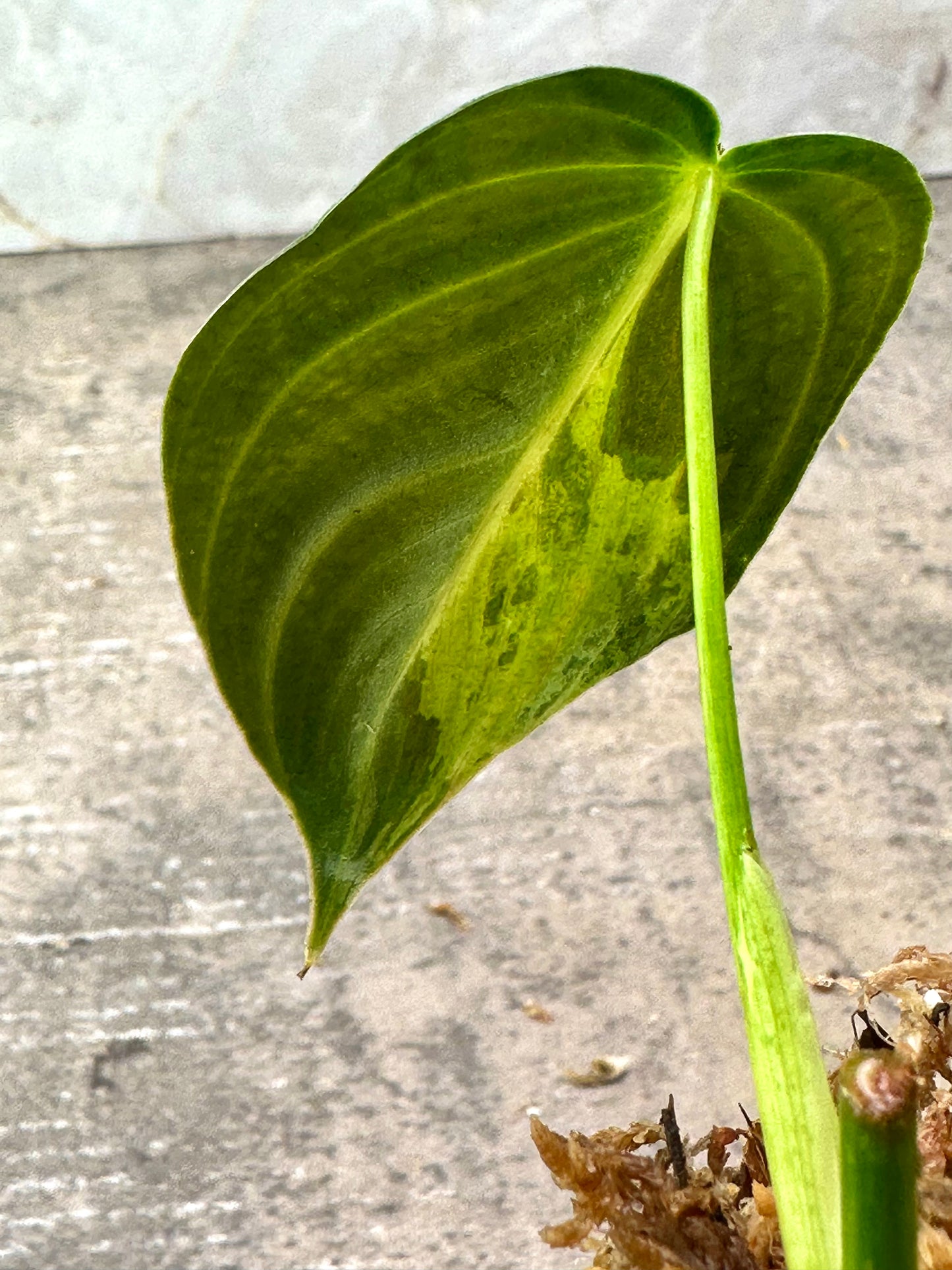 PHILODENDRON Melanochrysum Variegated 1 leaf slightly rooted