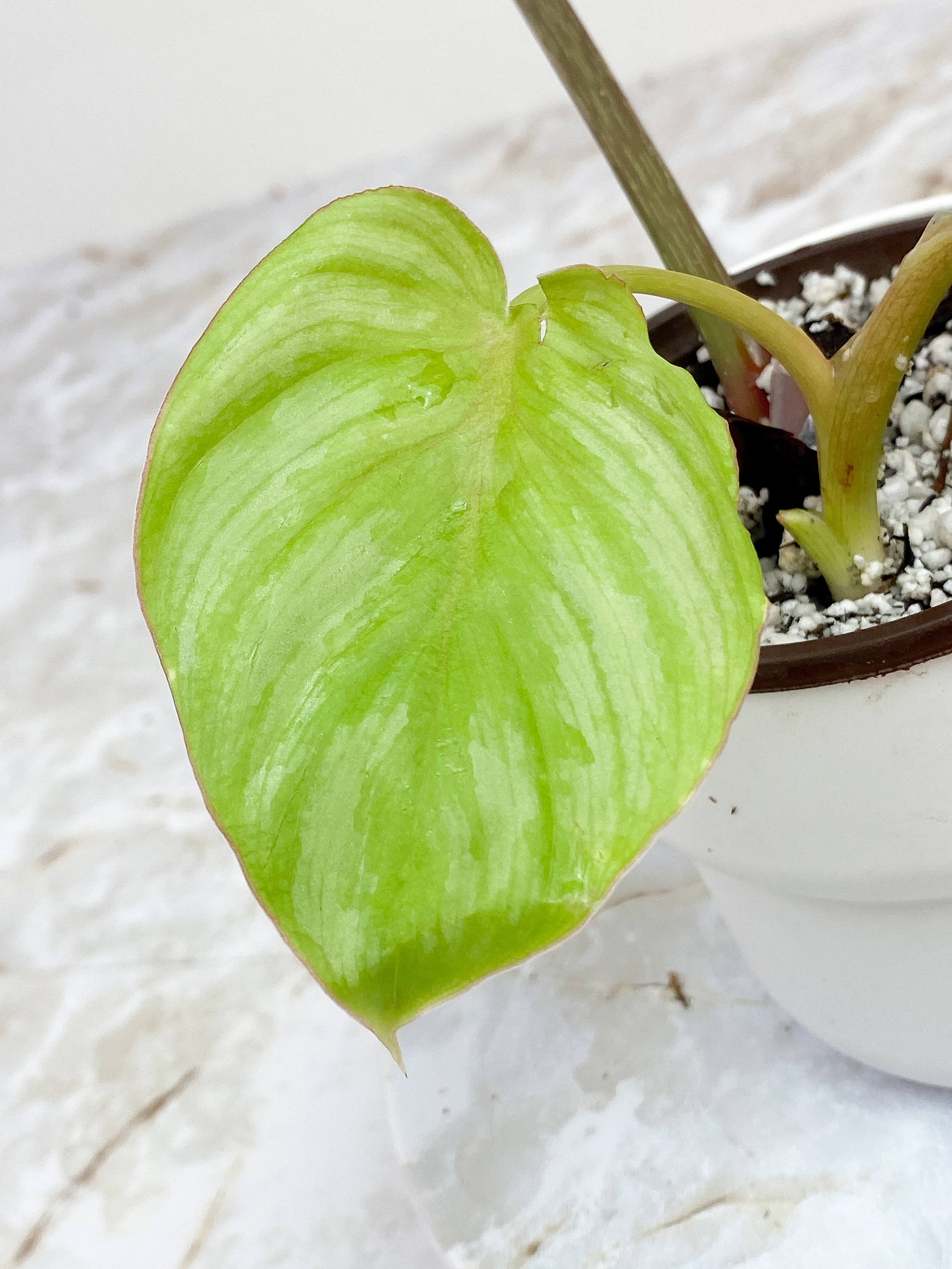 Philodendron mamei silver 3 leaves rooted