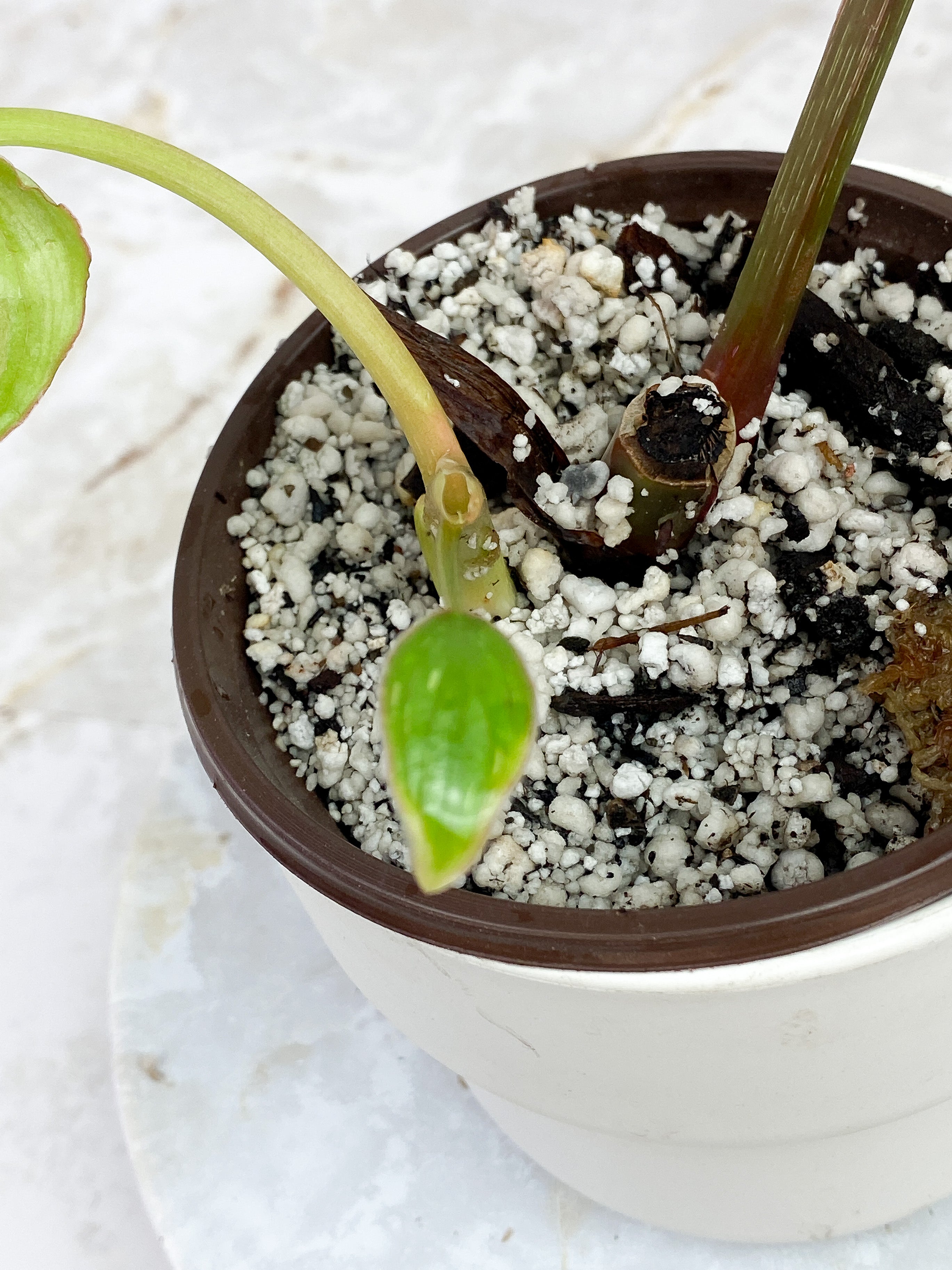 Philodendron mamei silver 3 leaves rooted