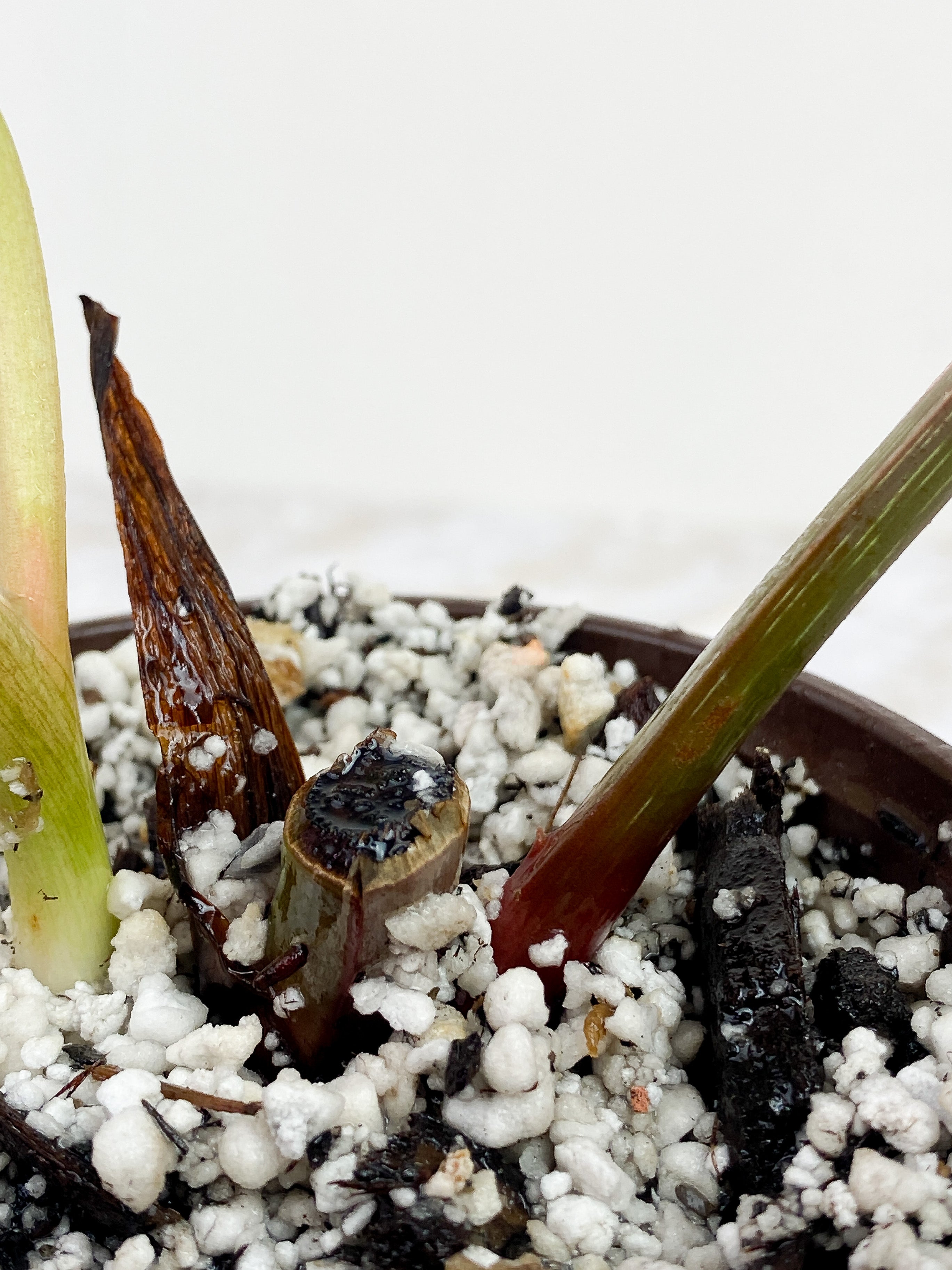 Philodendron mamei silver 3 leaves rooted