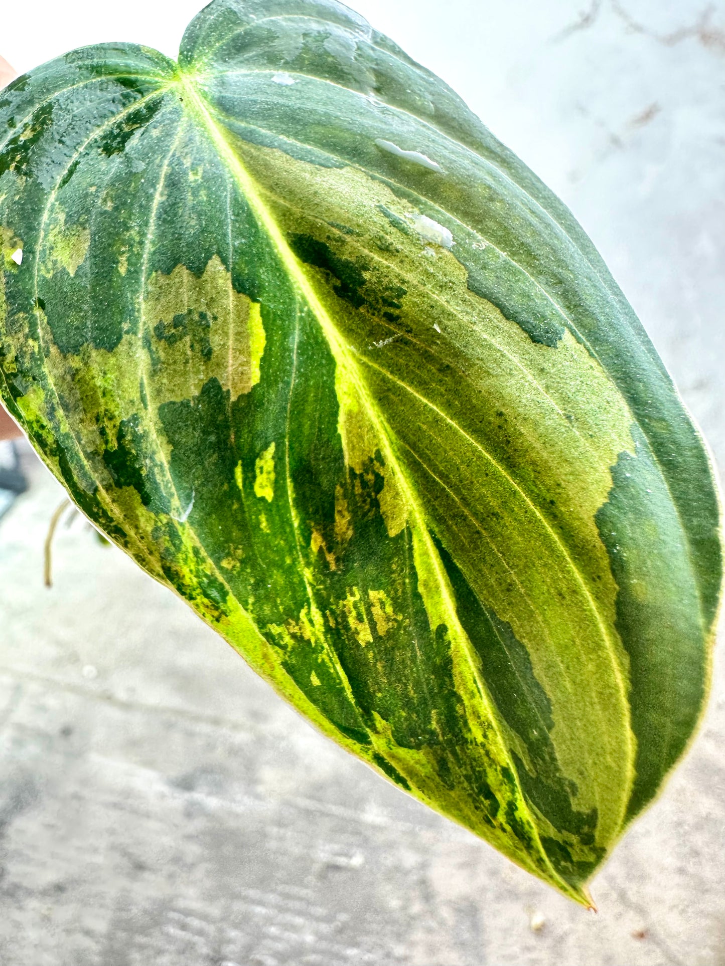 PHILODENDRON Melanochrysum Variegated 1 leaf rooting