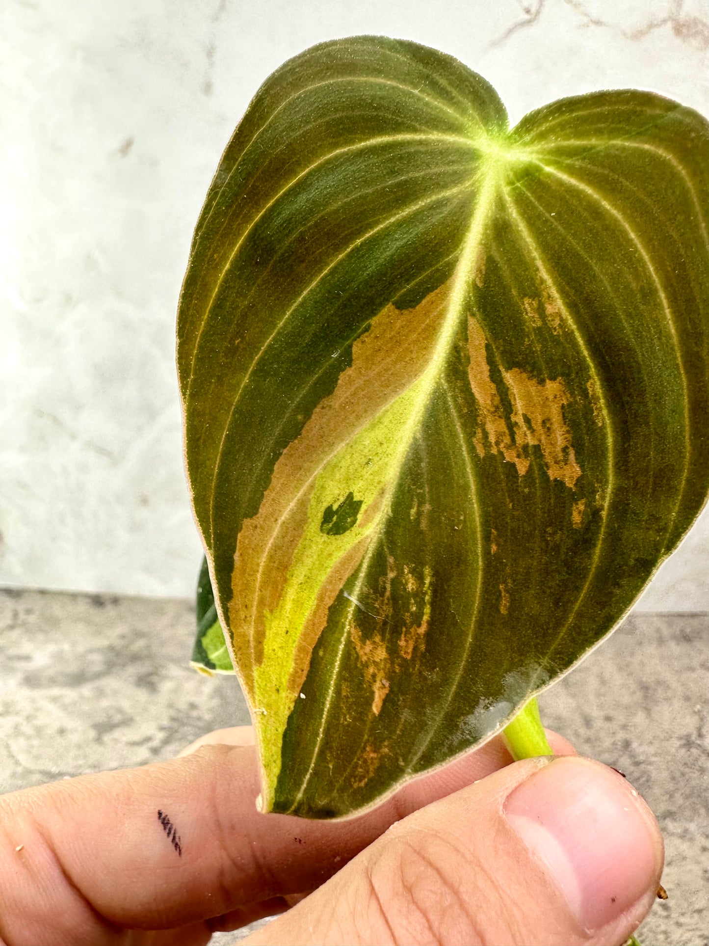 PHILODENDRON Melanochrysum Variegated 2 leaves 1 sprout  top cutting rooting