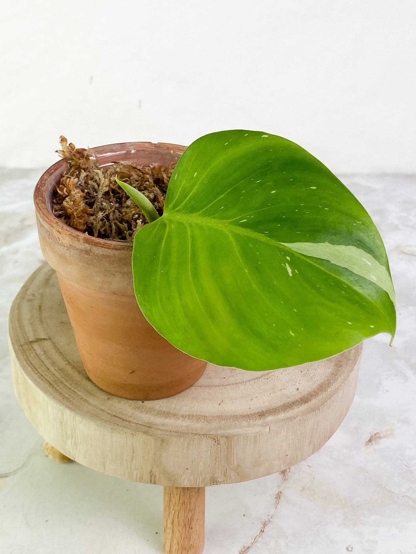 Philodendron White Wizard 1 leaf & 1 sprout Rooting