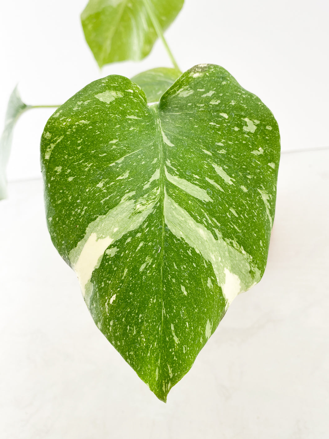 Monstera Thai Constellation Rooted
