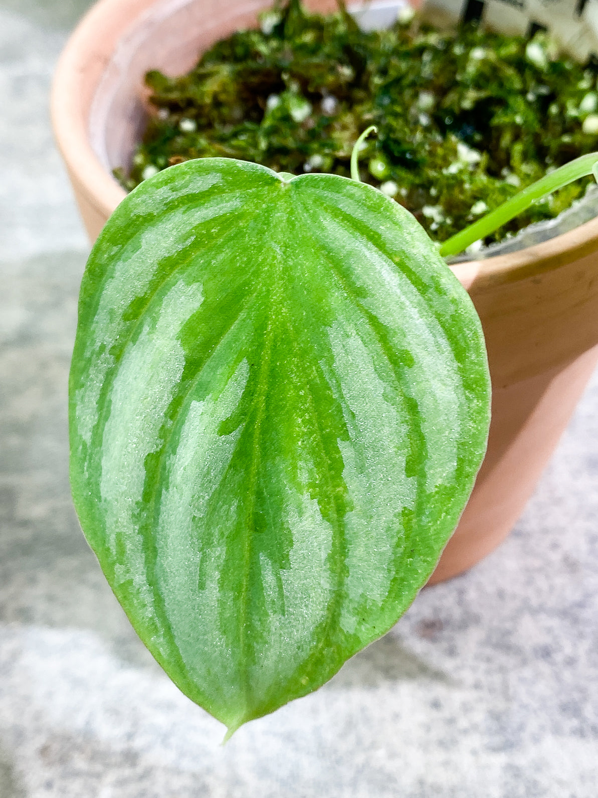 Philodendron Mamei Silver Cloud 2 leaves 1 sprout rooted