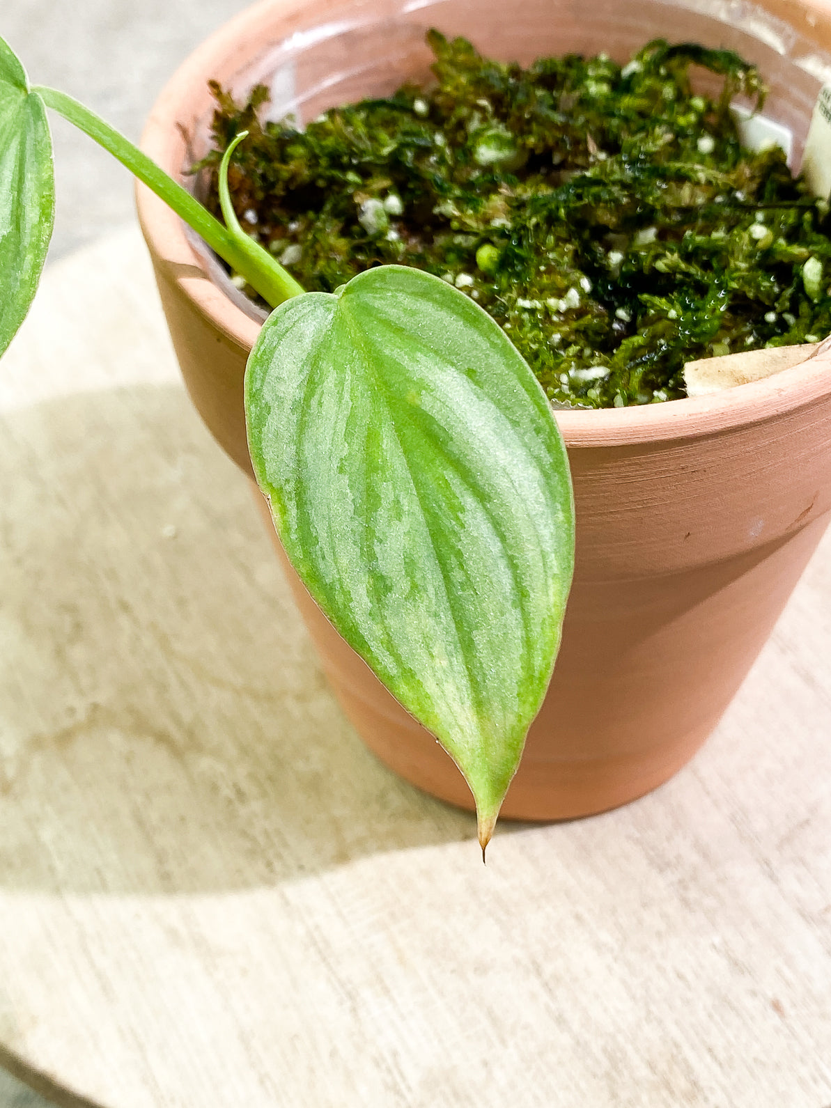 Philodendron Mamei Silver Cloud 2 leaves 1 sprout rooted