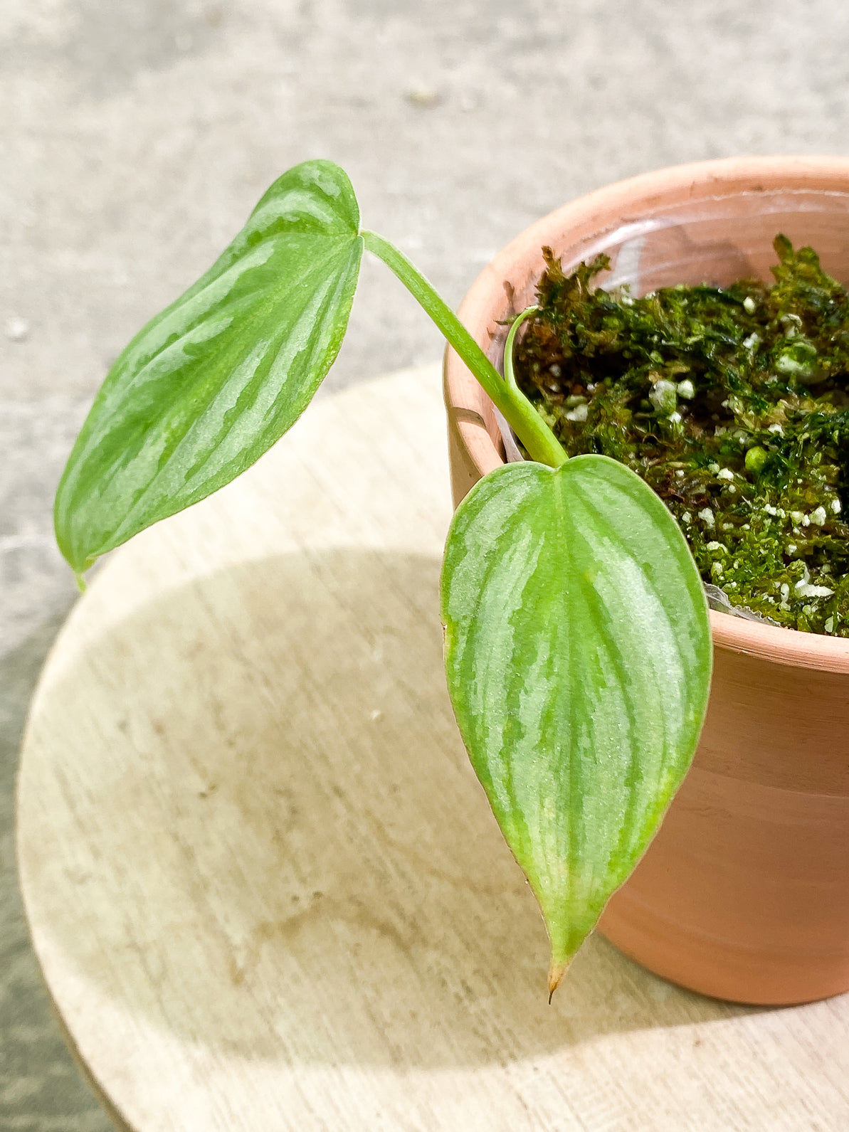 Philodendron Mamei Silver Cloud 2 leaves 1 sprout rooted