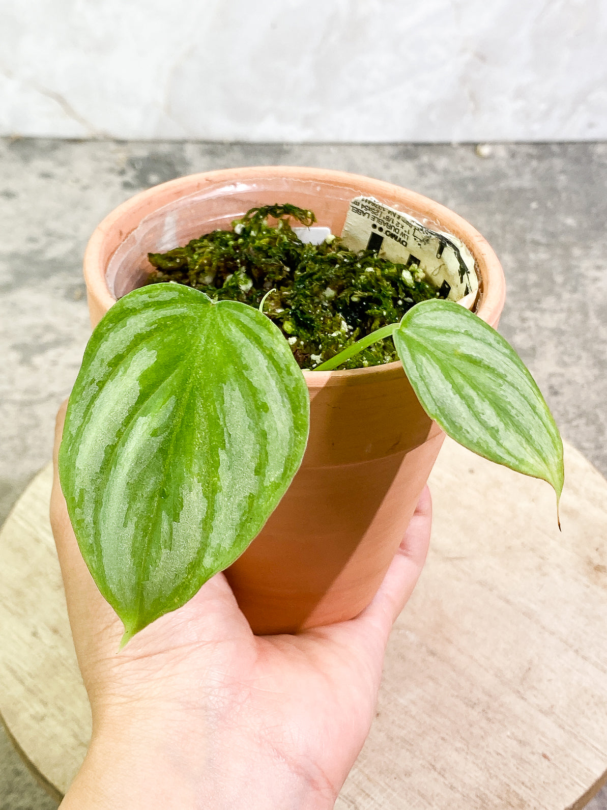 Philodendron Mamei Silver Cloud 2 leaves 1 sprout rooted