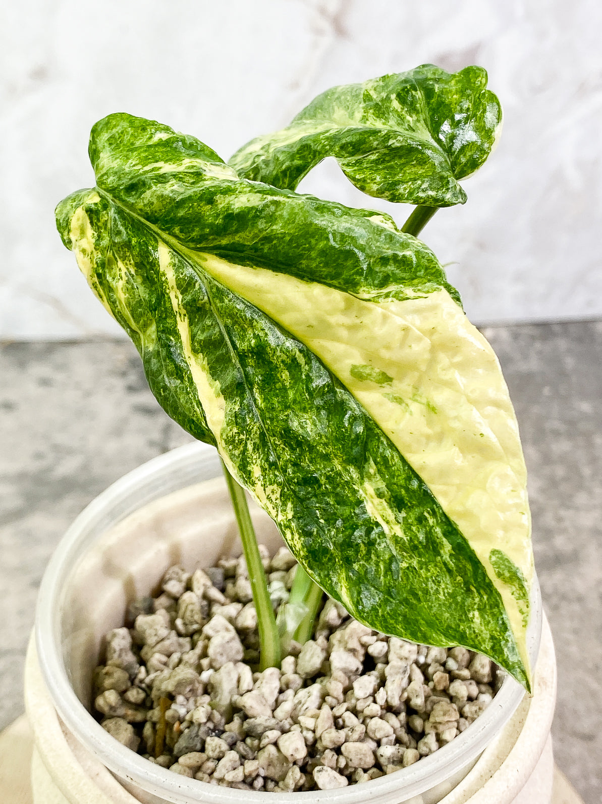 Amydrium Medium Variegated 2 leaves 1 sprout slightly rooted