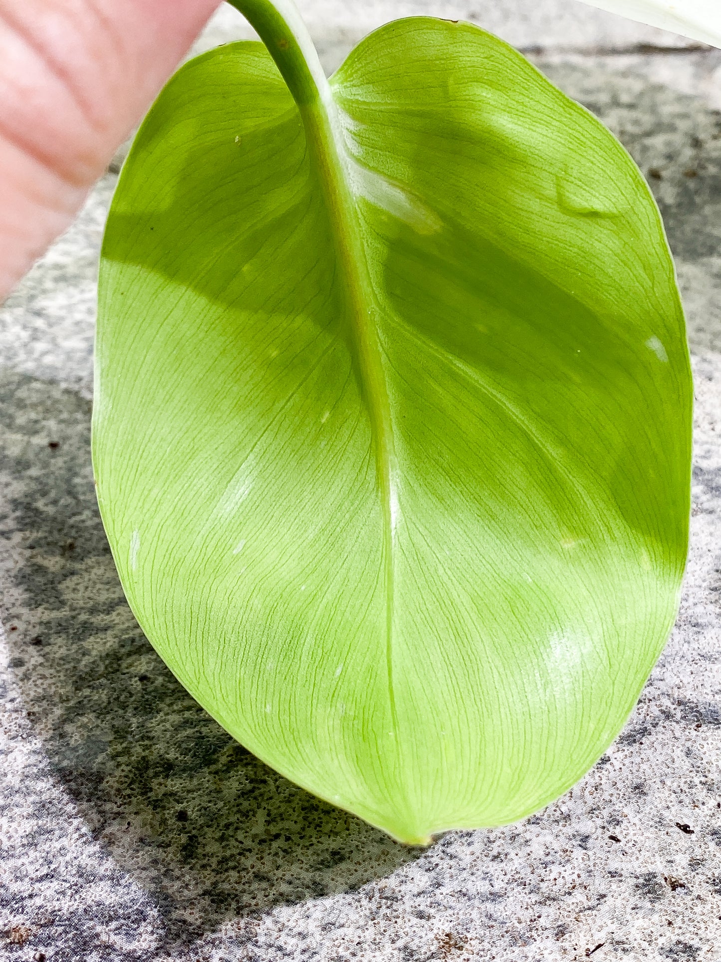 Philodendron White Wizard Rooting  2 leaves Top Cutting