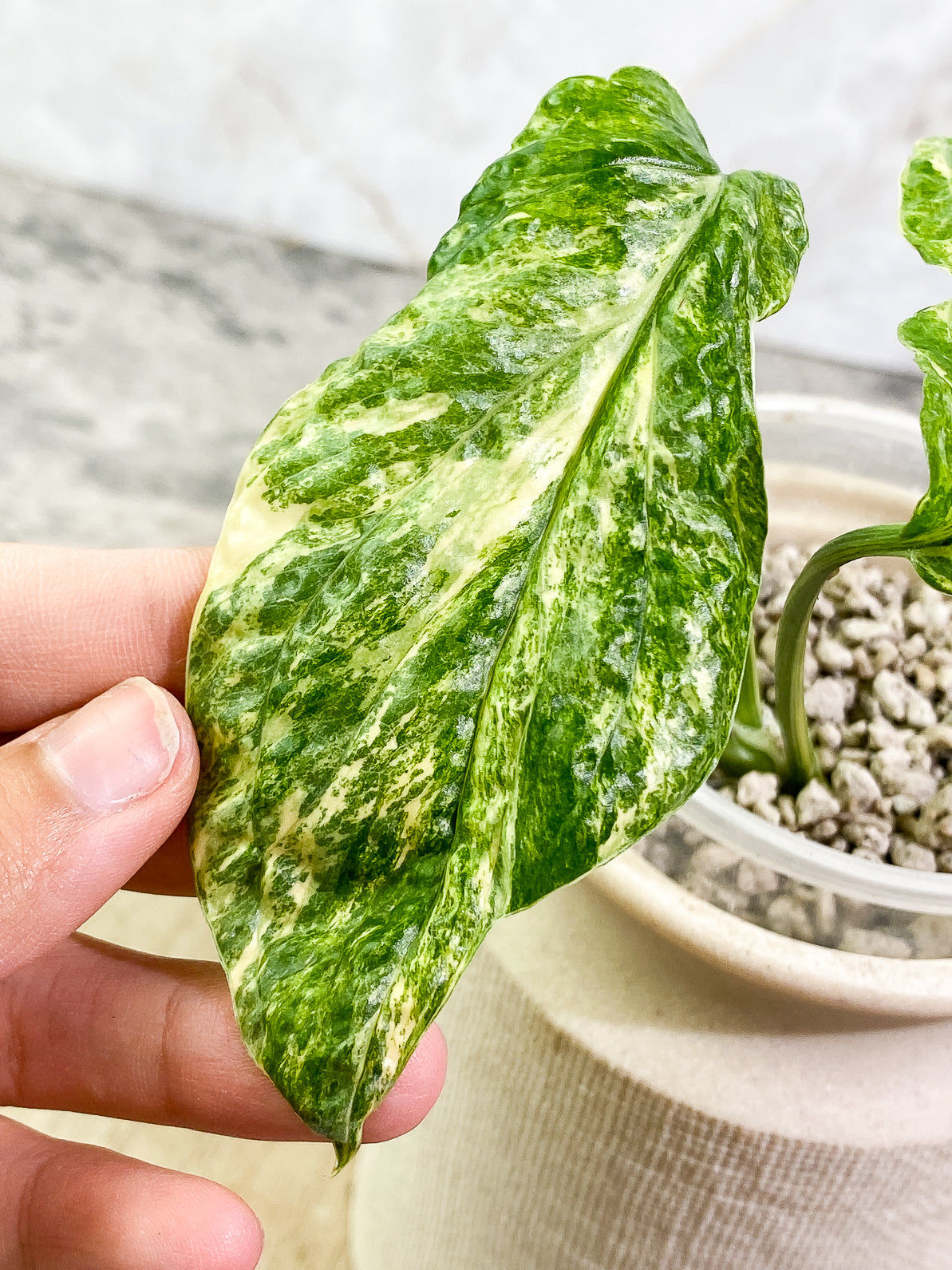 Amydrium Medium Variegated 2 leaves 1 sprout slightly rooted