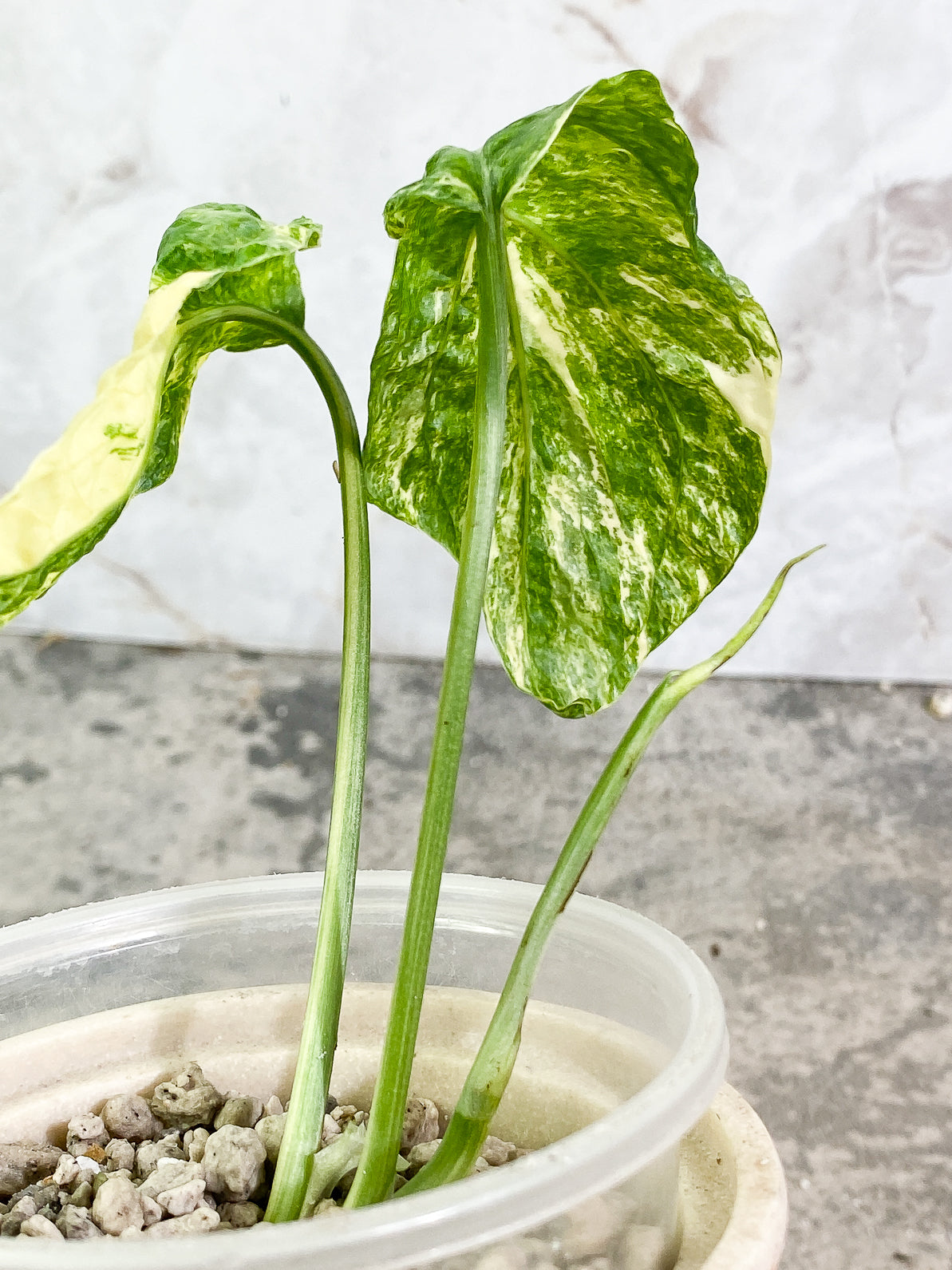 Amydrium Medium Variegated 2 leaves 1 sprout slightly rooted