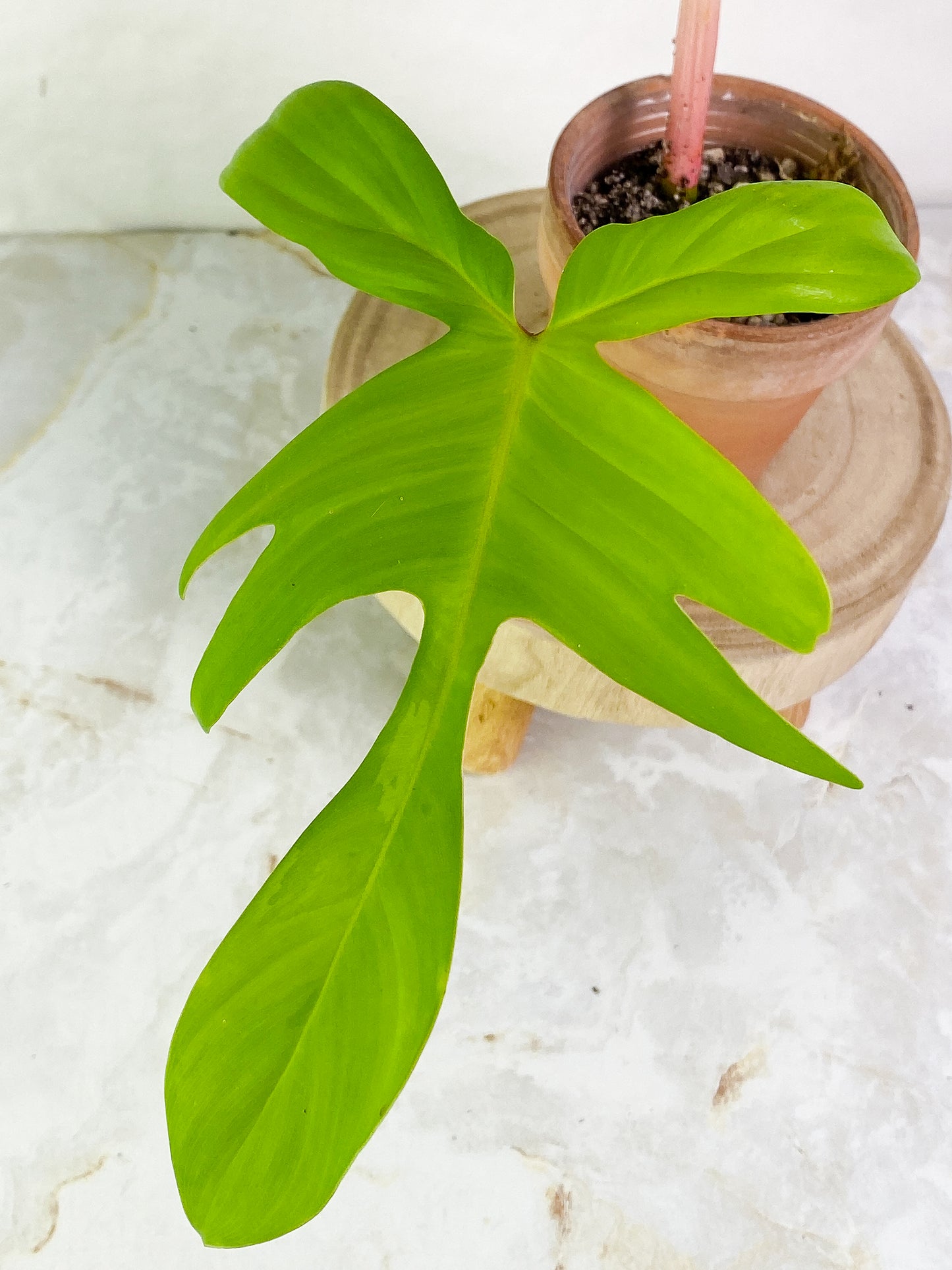 Philodendron Florida Ghost 1 leaf 1 sprout rooting