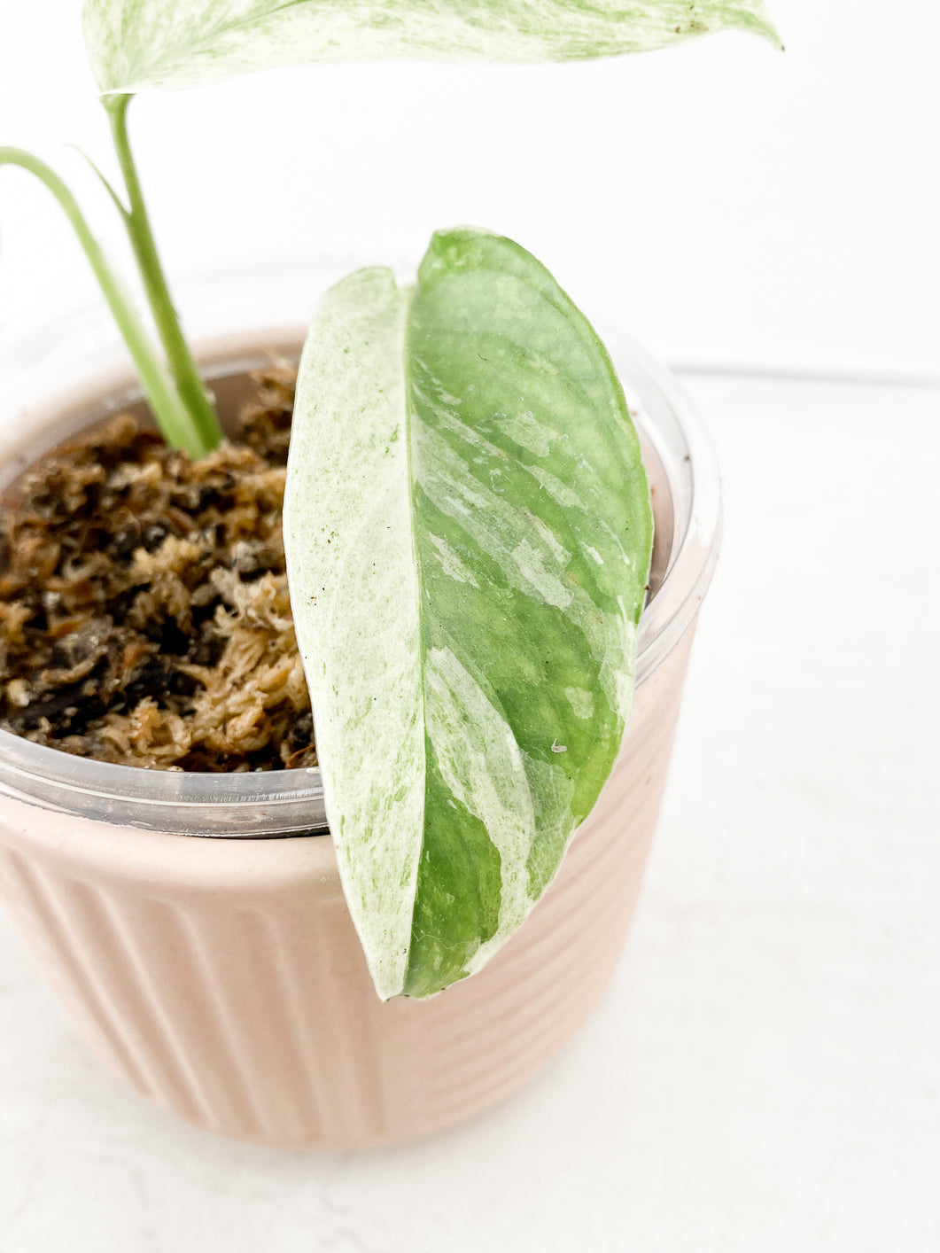 Monstera Laniata Variegated Rooting 3 leaves Top Cutting 1 sprout