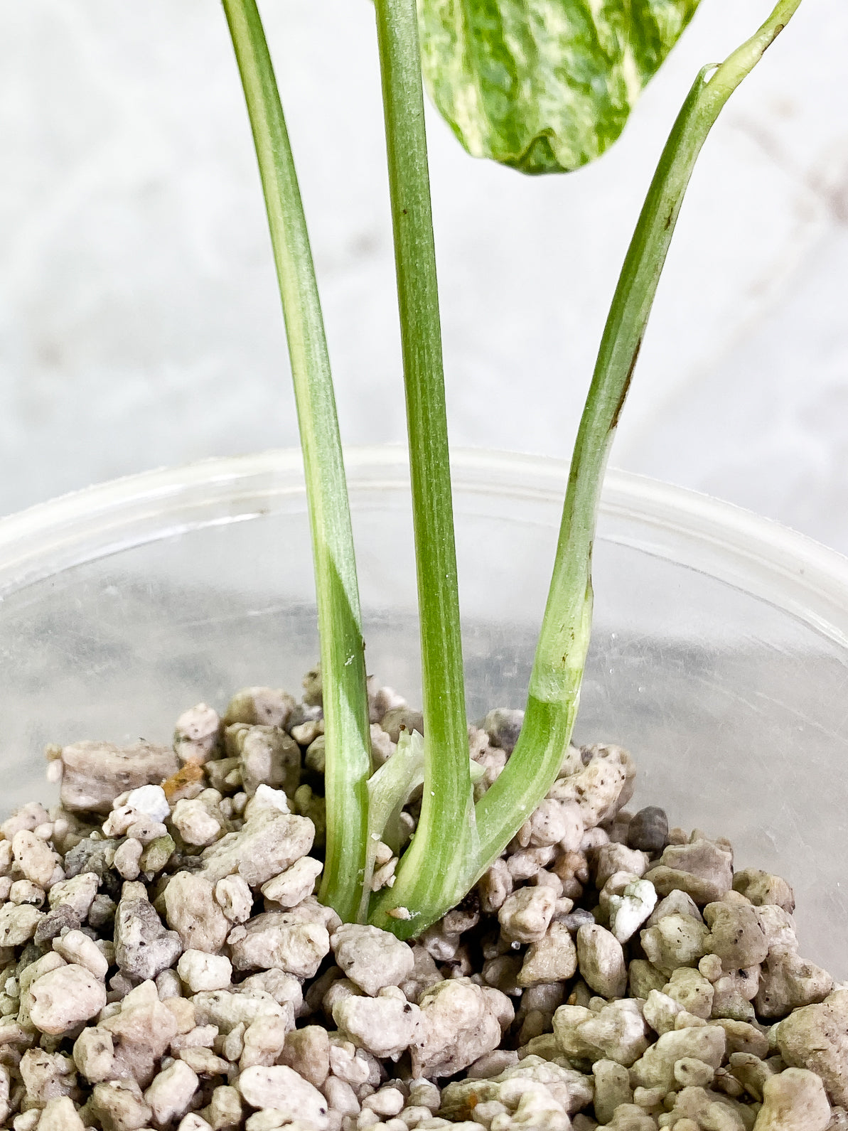 Amydrium Medium Variegated 2 leaves 1 sprout slightly rooted