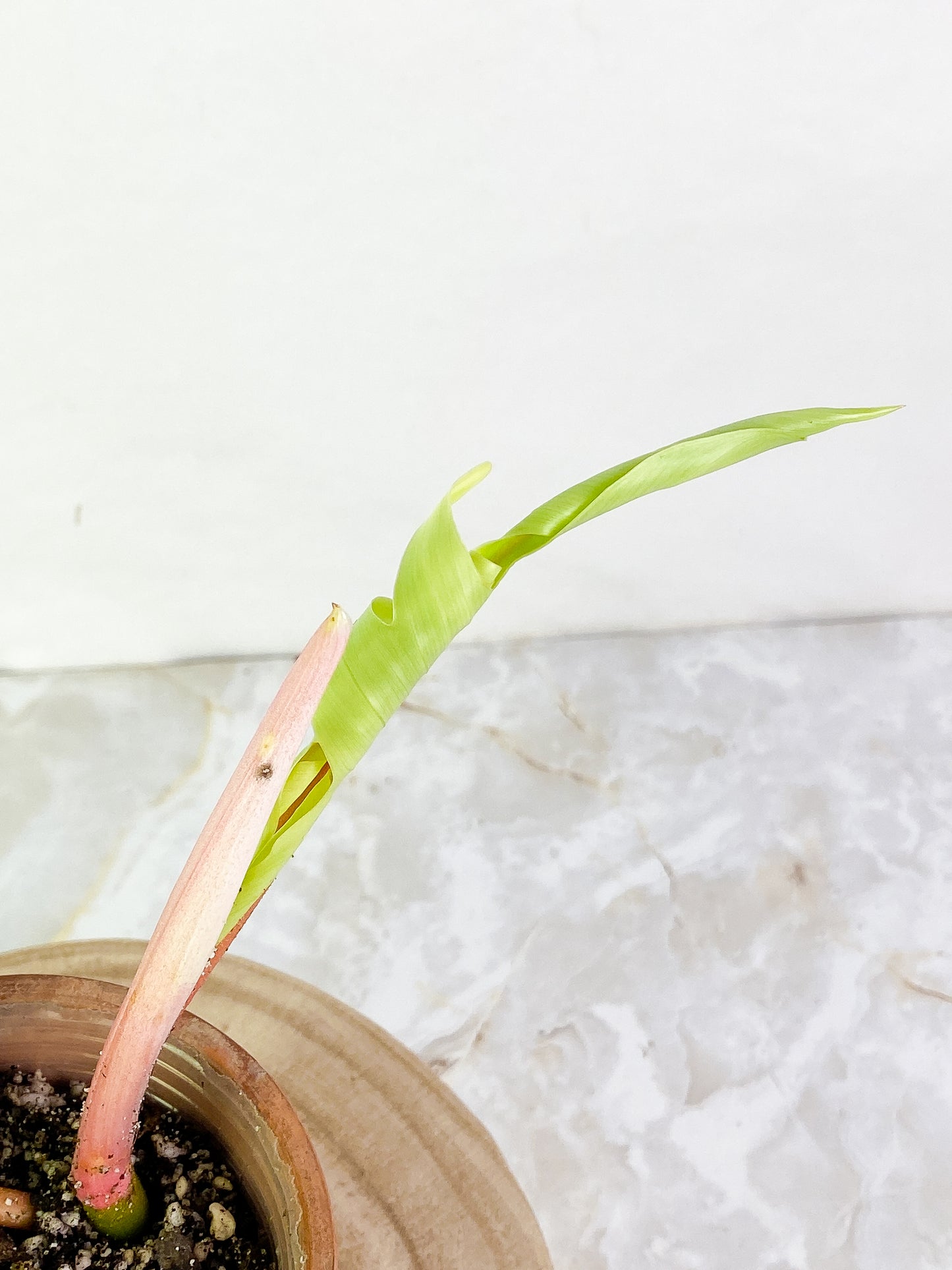 Philodendron Florida Ghost 1 leaf 1 sprout rooting