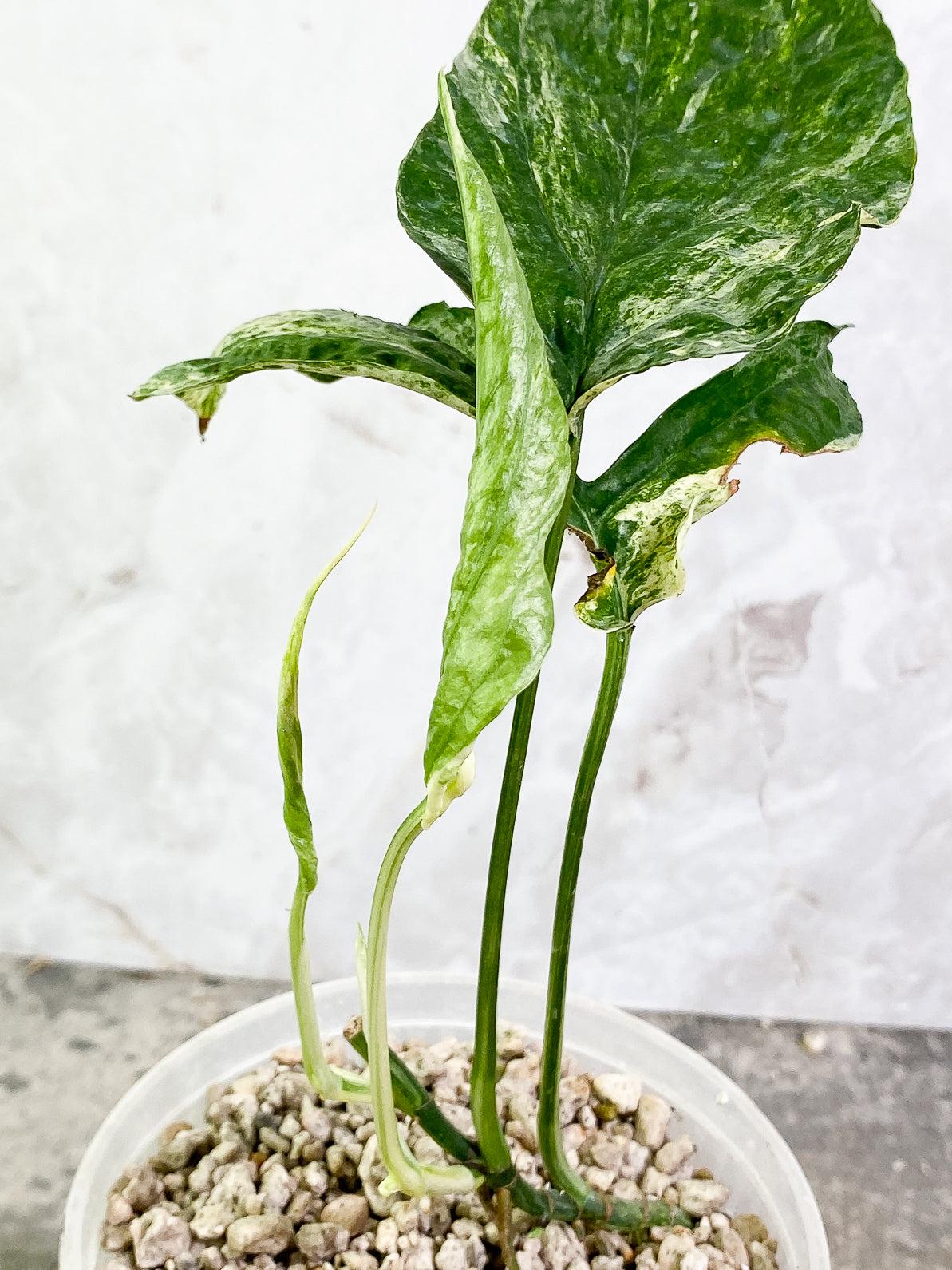 Amydrium Medium Variegated 2 leaves 1 unfurling leaf 1 sprout slightly rooted