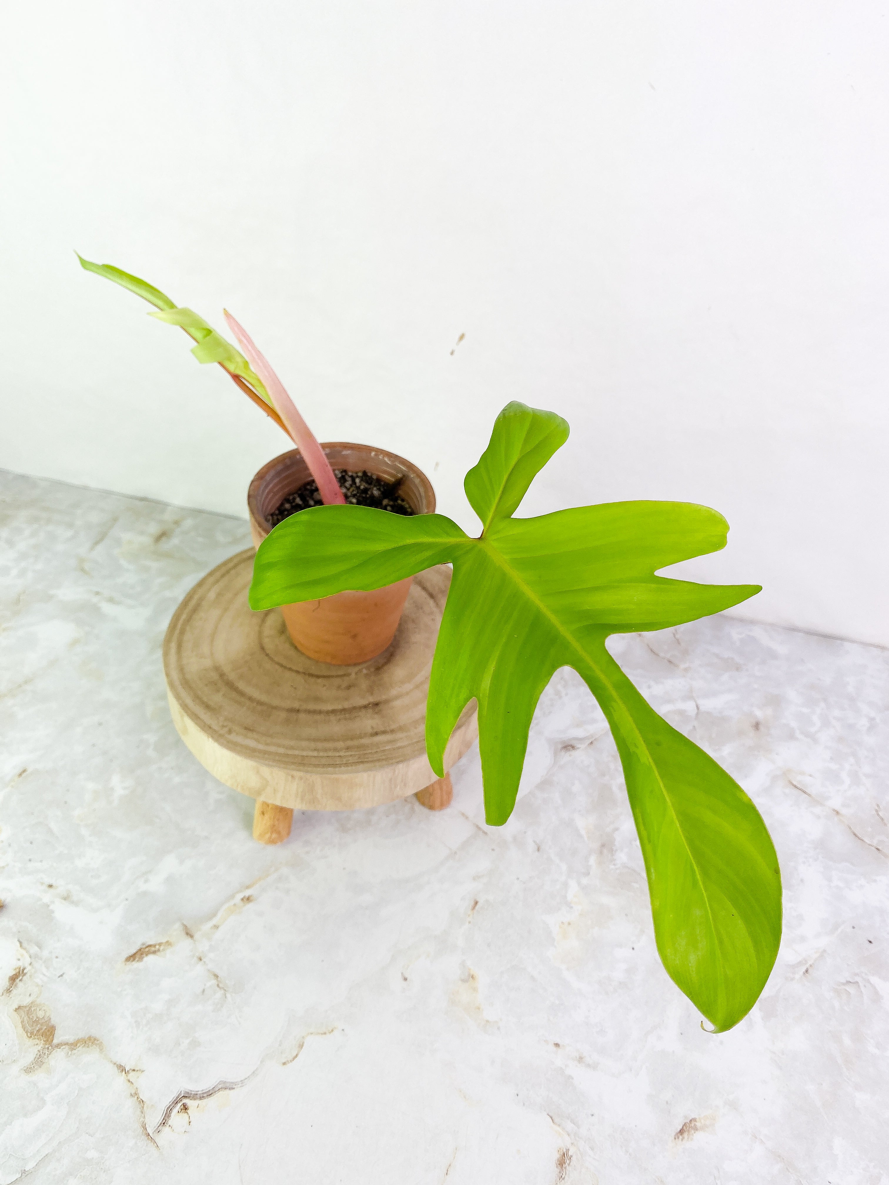 Philodendron Florida Ghost 1 leaf 1 sprout rooting