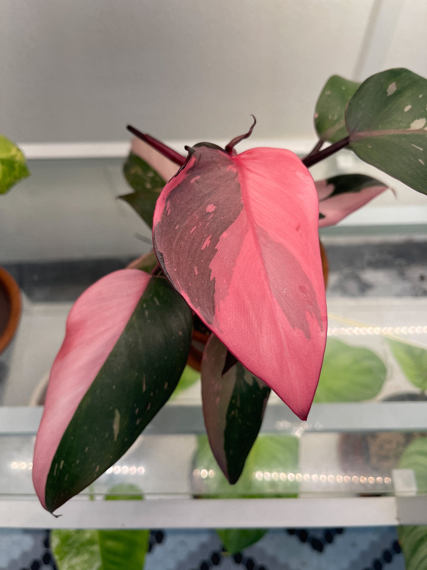 Philodendron Pink Princess Highly Variegated Rooting Cutting