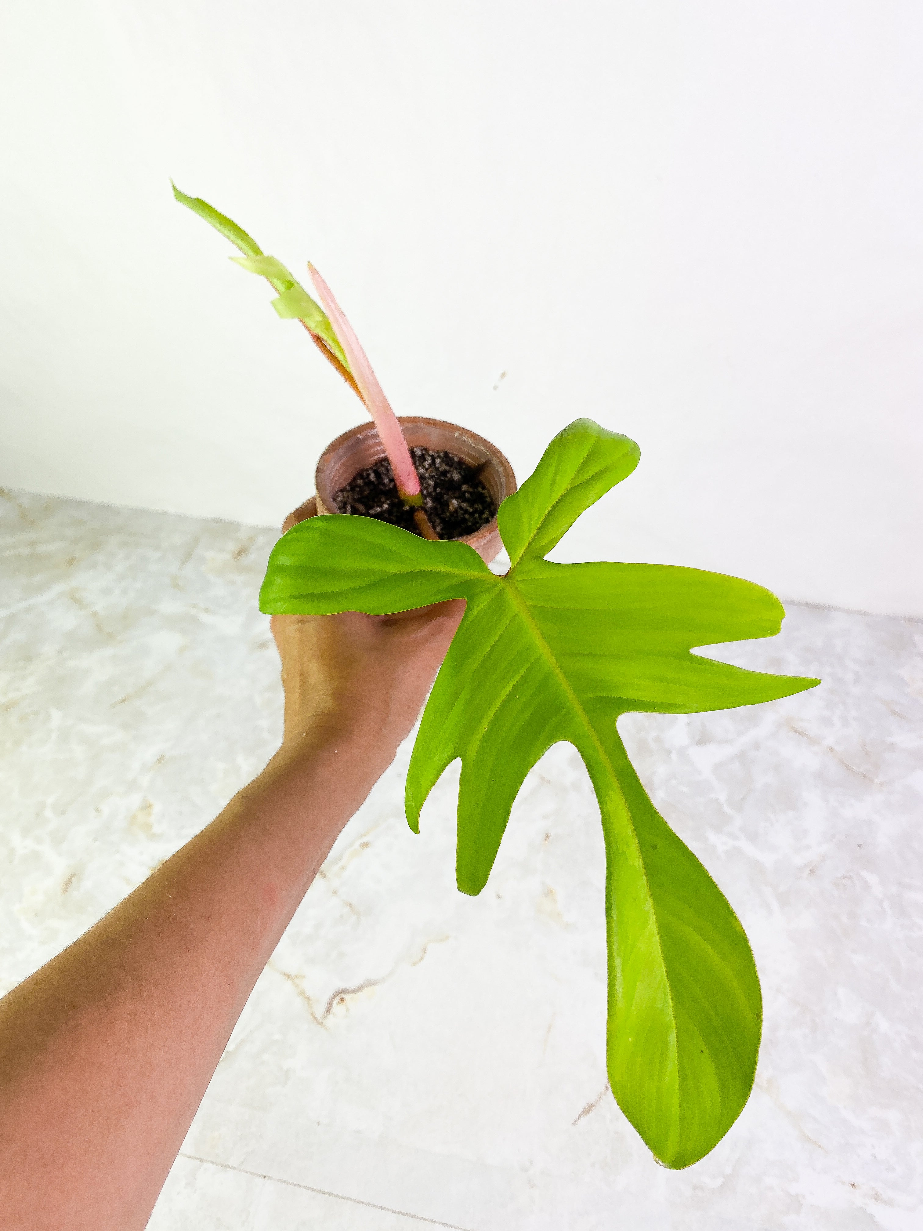 Philodendron Florida Ghost 1 leaf 1 sprout rooting