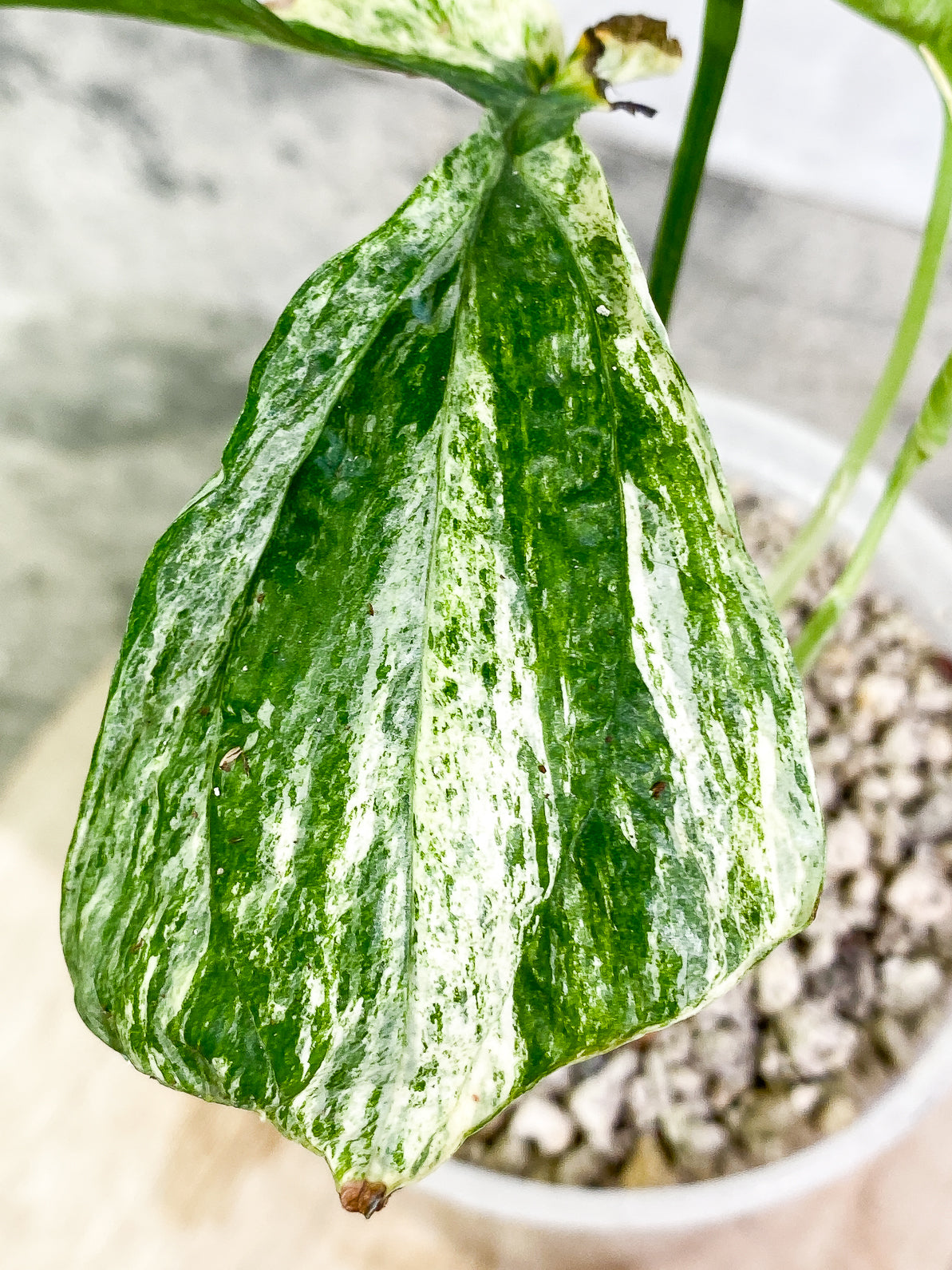 Amydrium Medium Variegated 2 leaves 1 unfurling leaf 1 sprout slightly rooted