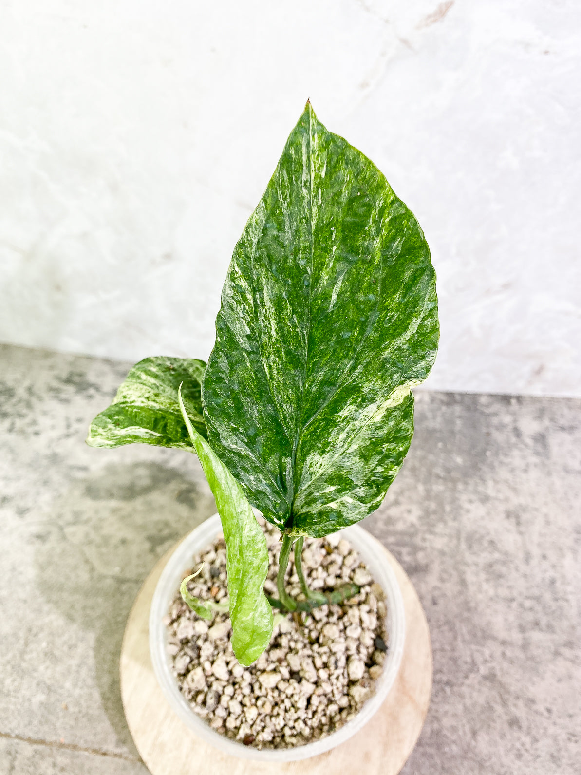 Amydrium Medium Variegated 2 leaves 1 unfurling leaf 1 sprout slightly rooted