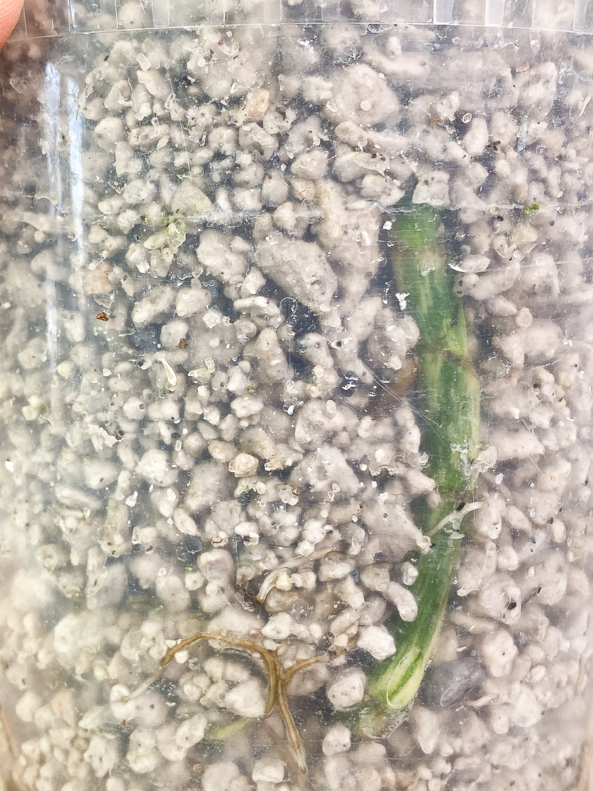 Amydrium Medium Variegated 2 leaves 1 unfurling leaf 1 sprout slightly rooted