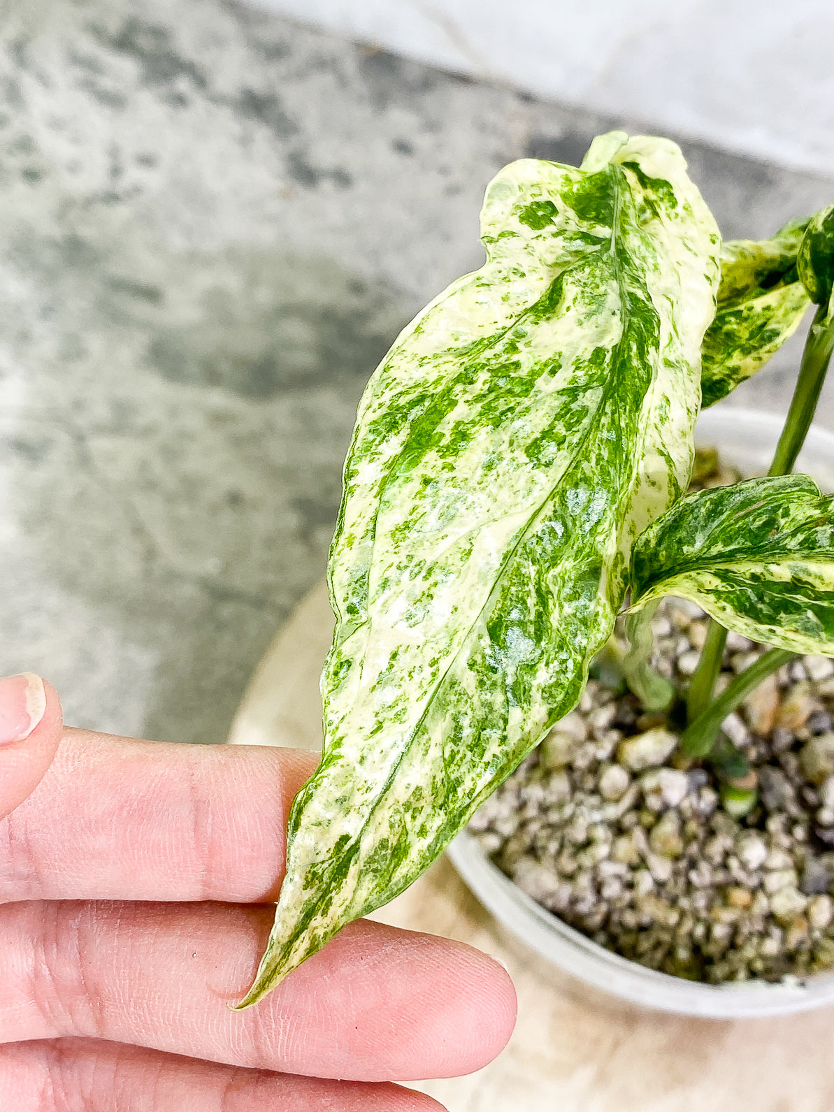 Amydrium Medium Variegated 4 leaves 2 sprouts rooted