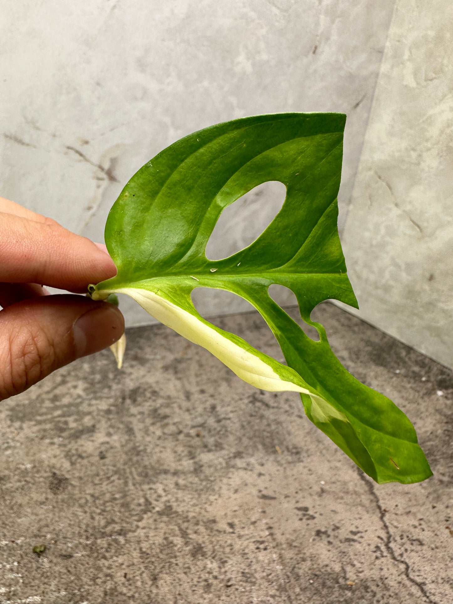 Monstera albo tricolor 1 leaf