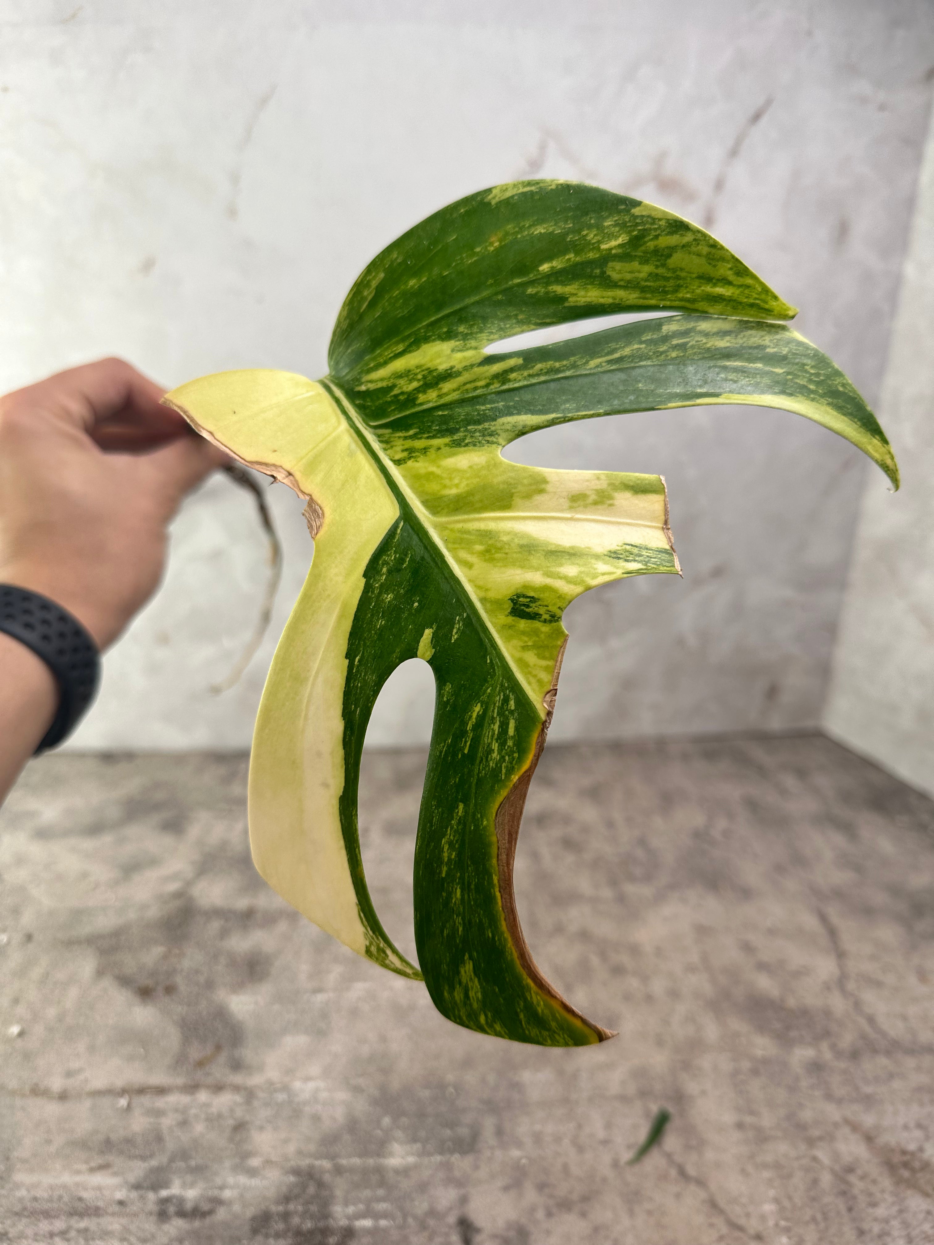 Monstera aurea tricolor 1 leaf