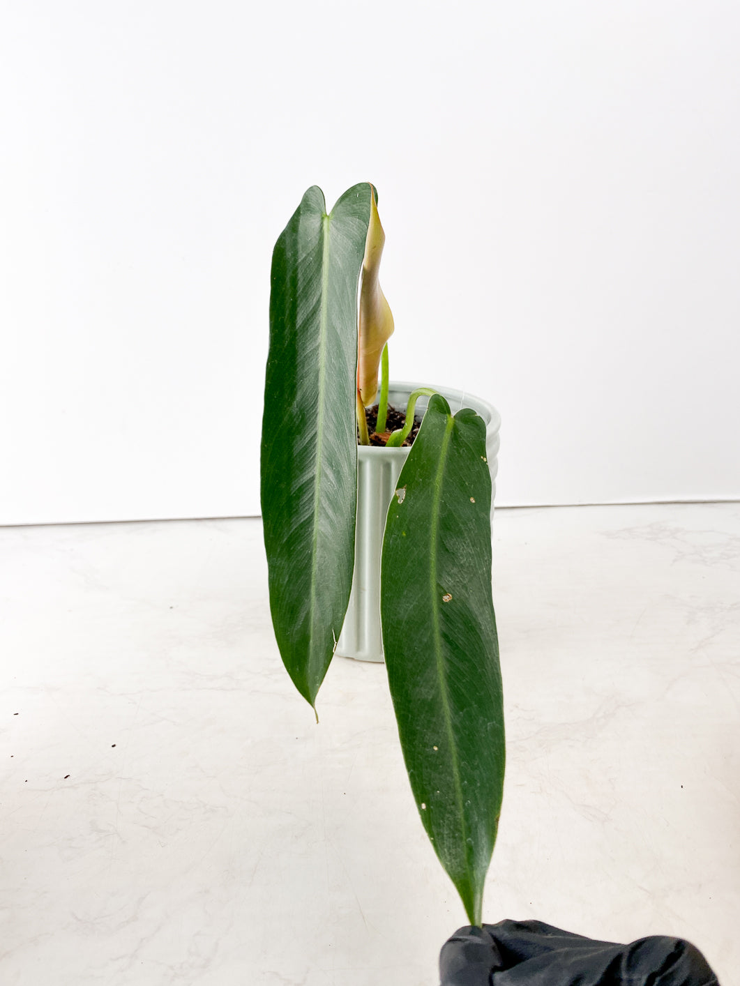 Philodendron Spiritus Sancti Rooted multiple nodes