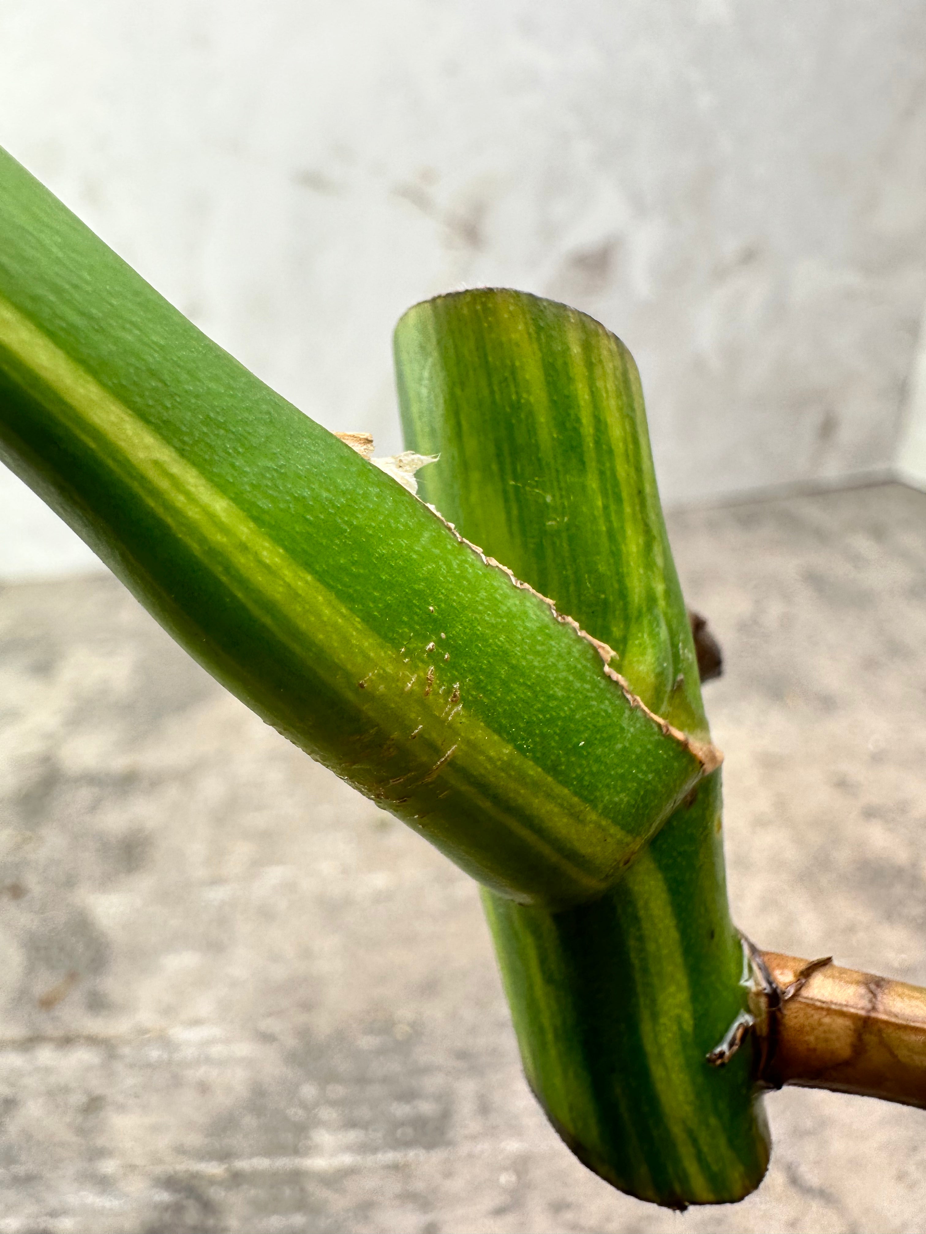 Monstera aurea tricolor 1 leaf