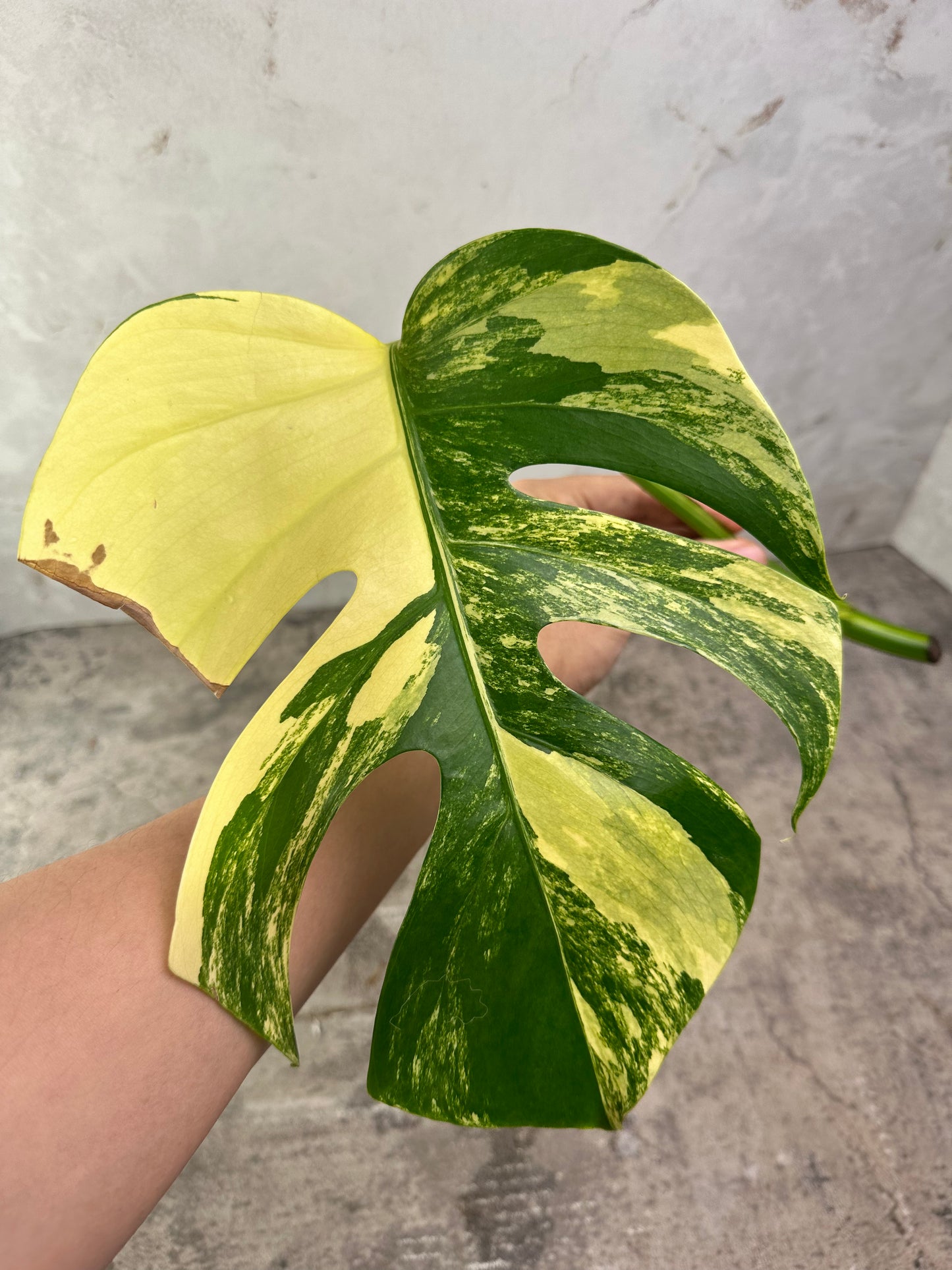 Monstera aurea 1 leaf
