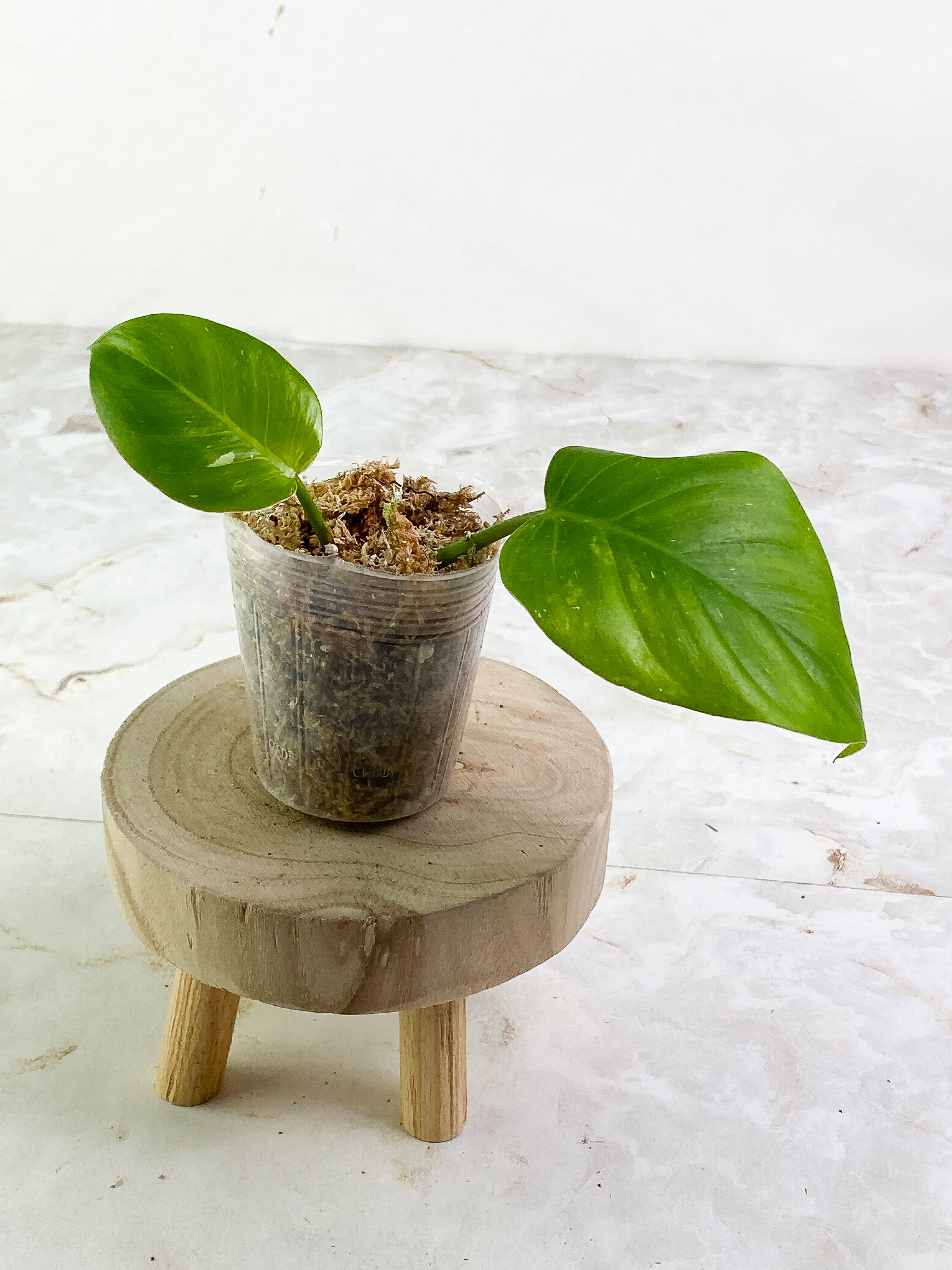 Philodendron White Princess Rooting 2 leaves