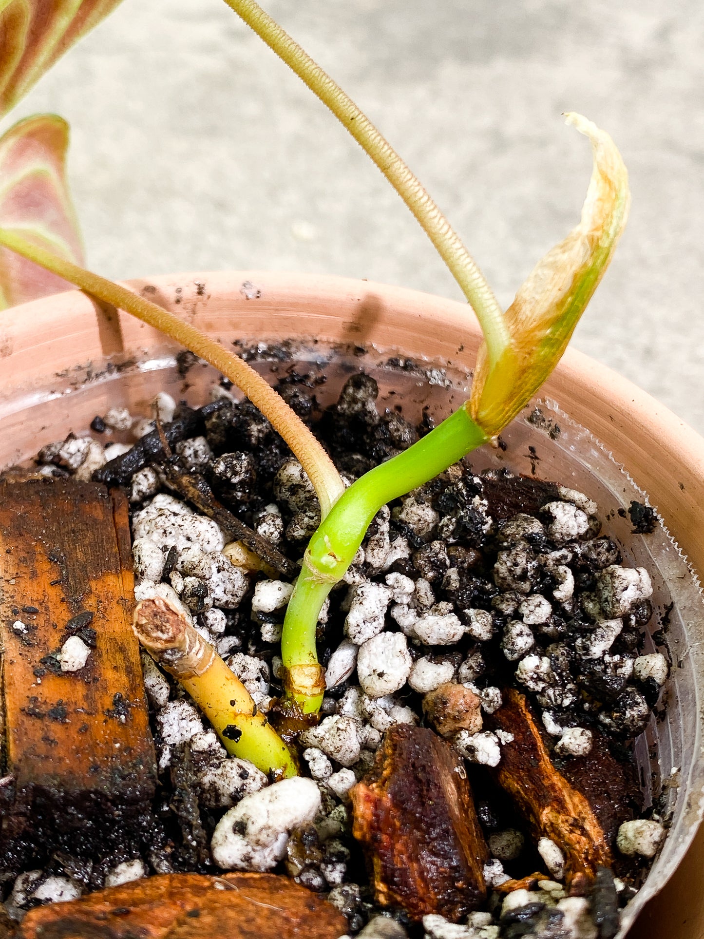 0 Philodendron verrucosum Tambillo 2 leaves 1 sprout Rooted