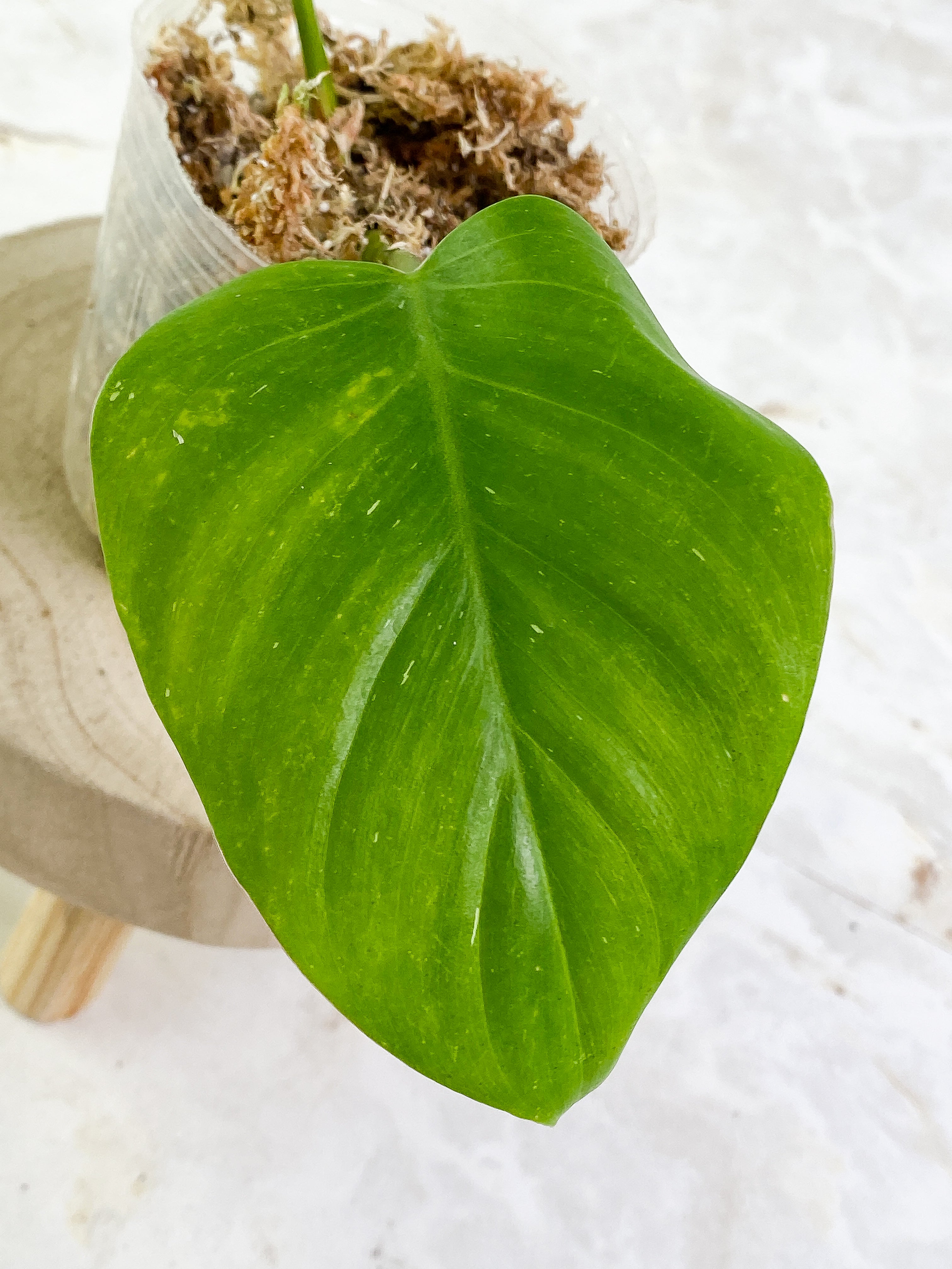 Philodendron White Princess Rooting 2 leaves