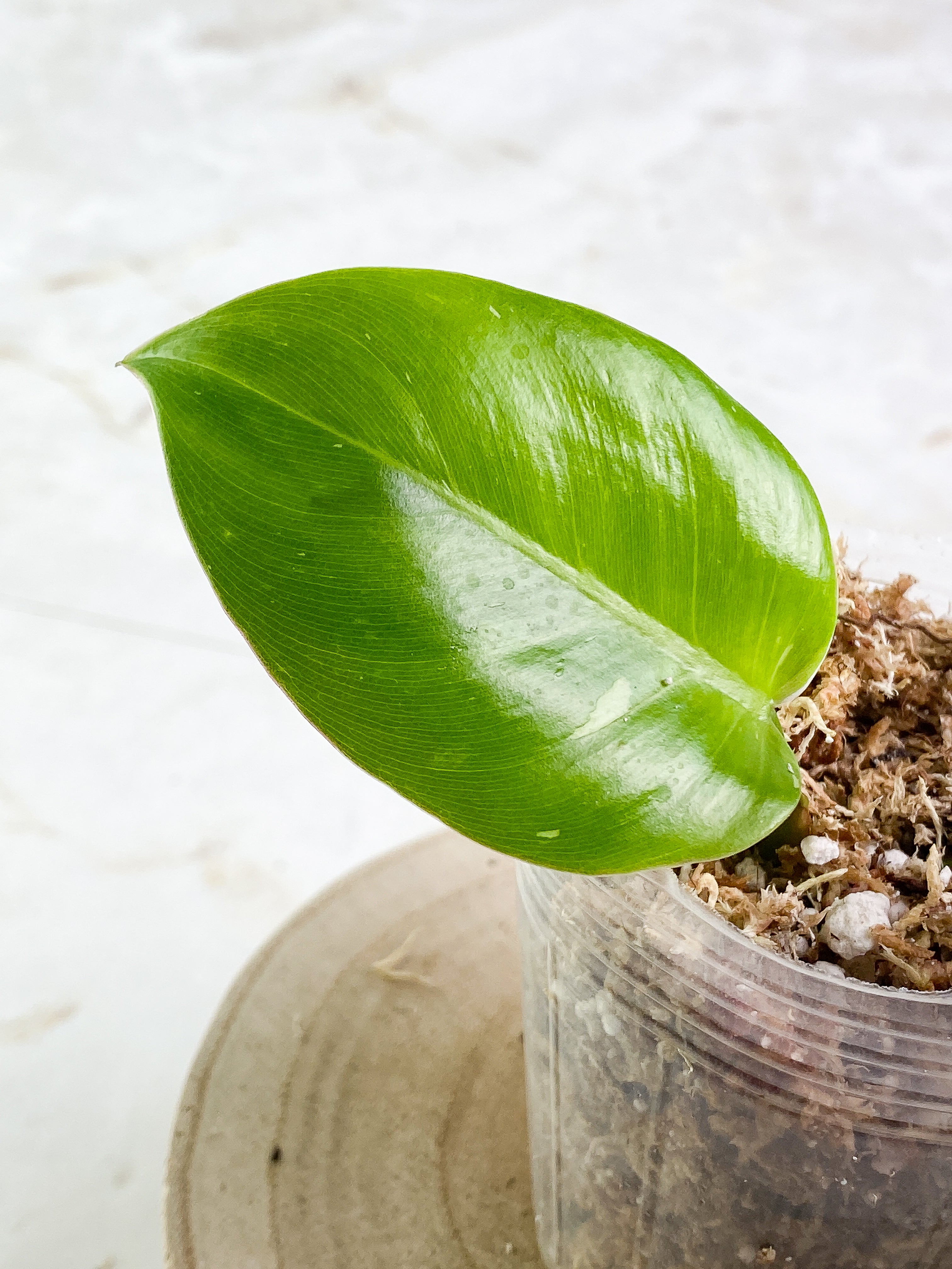 Philodendron White Princess Rooting 2 leaves