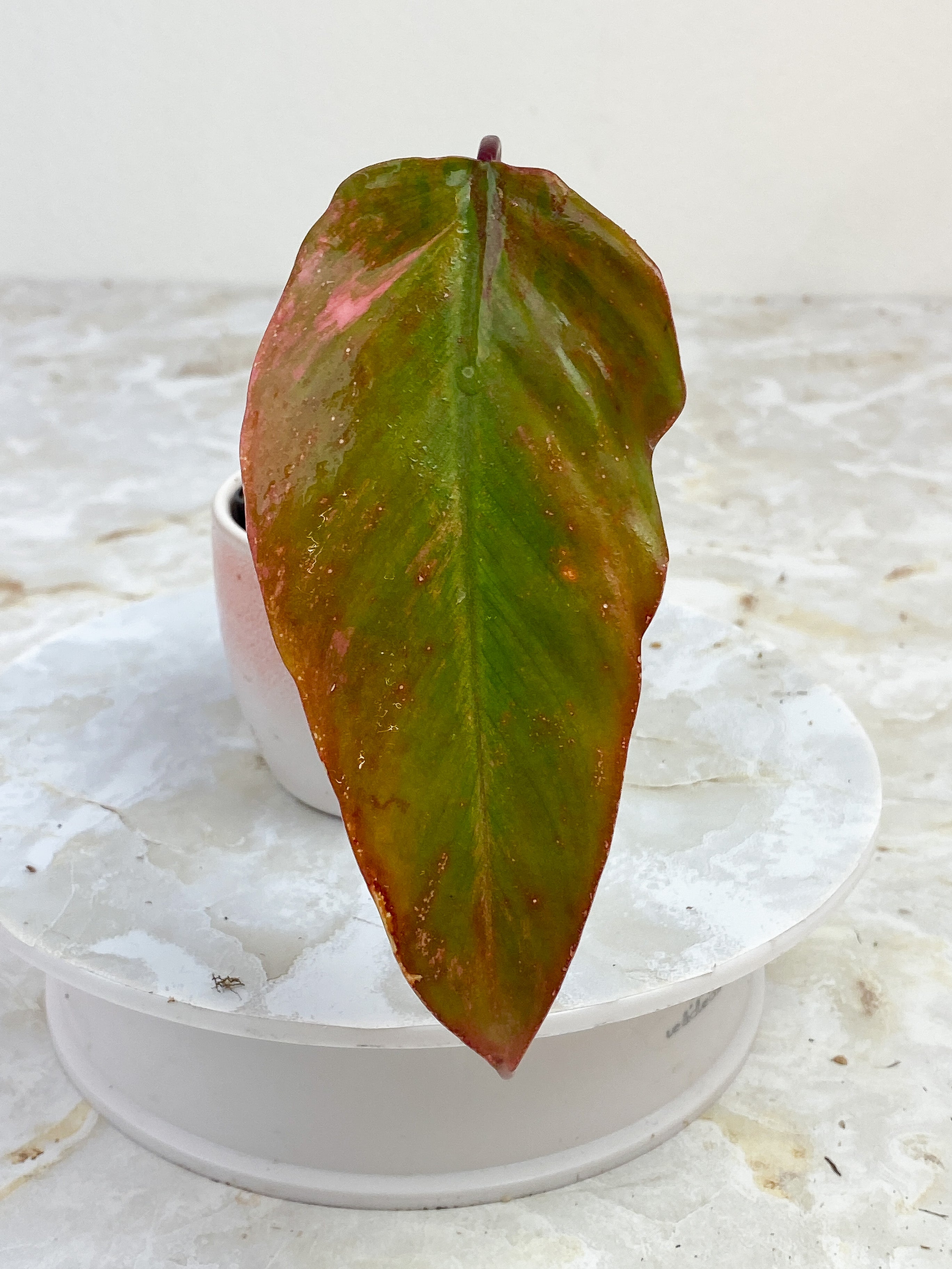 Philodendron Strawberry Shake slightly Rooted cutting